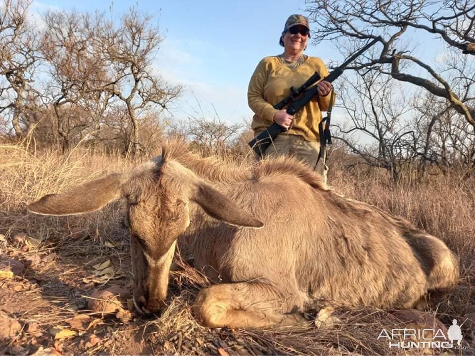 Kudu Cow Hunt Limpopo South Africa