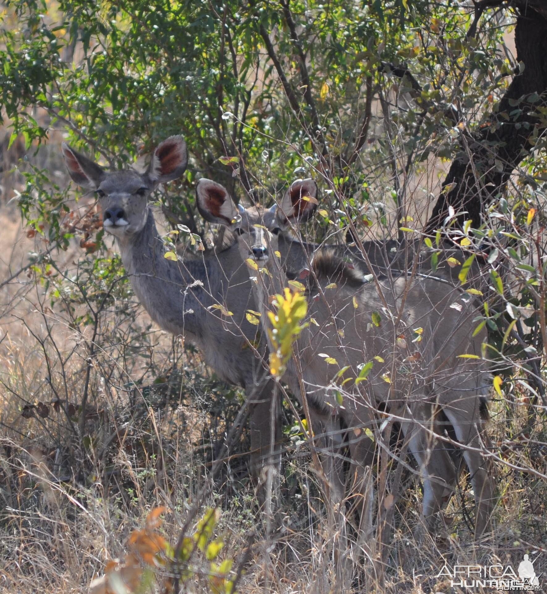 Kudu cows