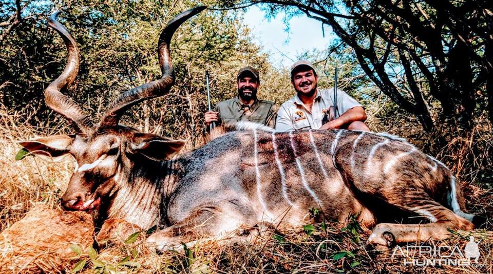 Kudu Cull Hunt in South Africa