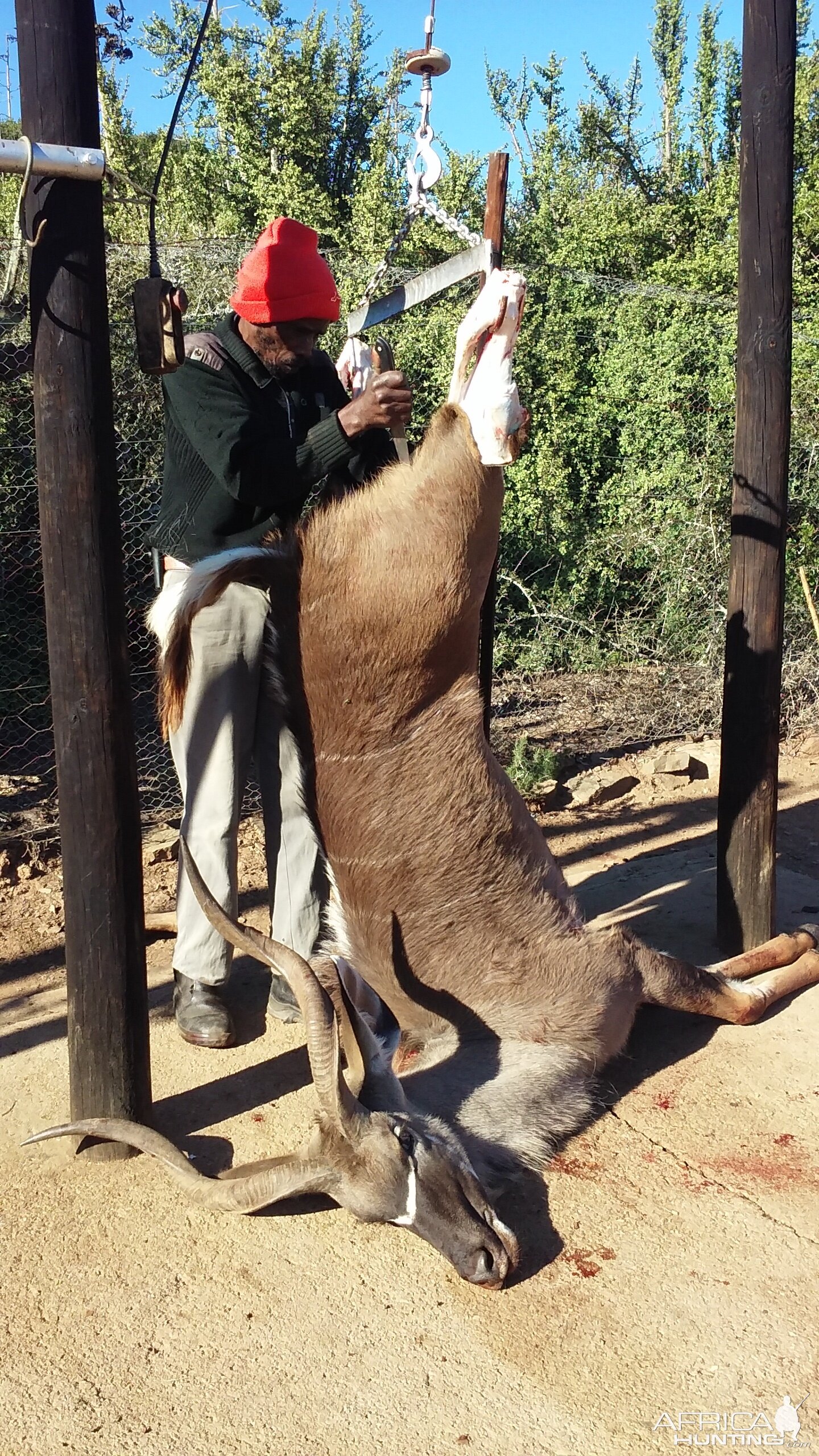 Kudu Cull Hunting South Africa