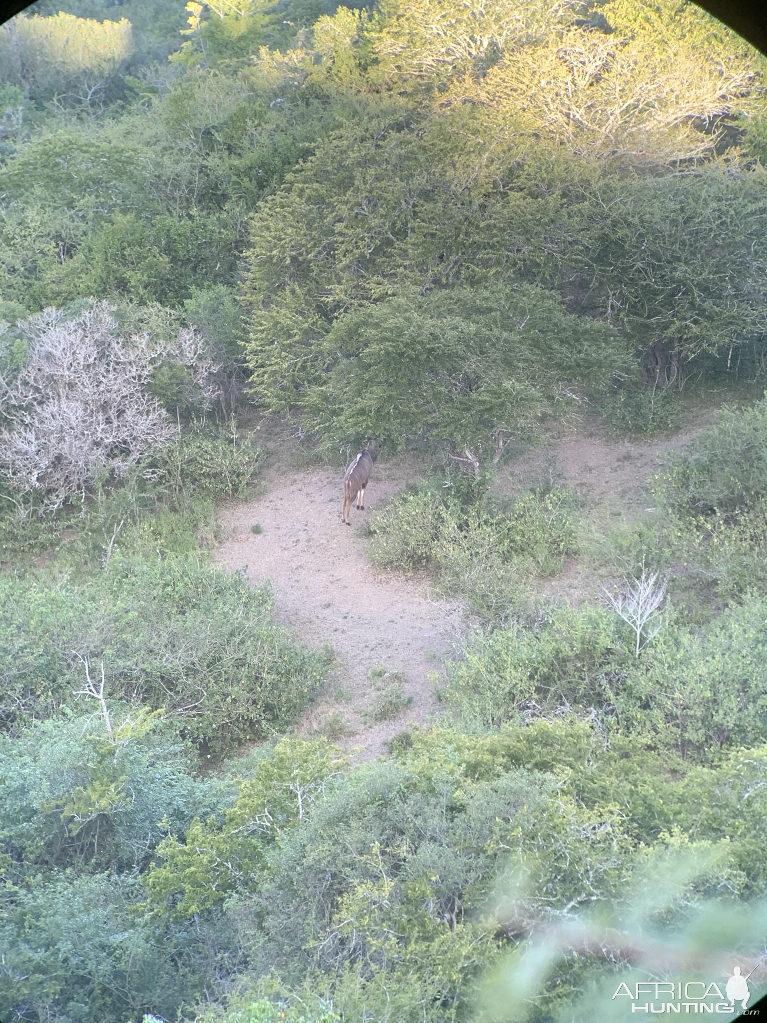 Kudu Eastern Cape South Africa