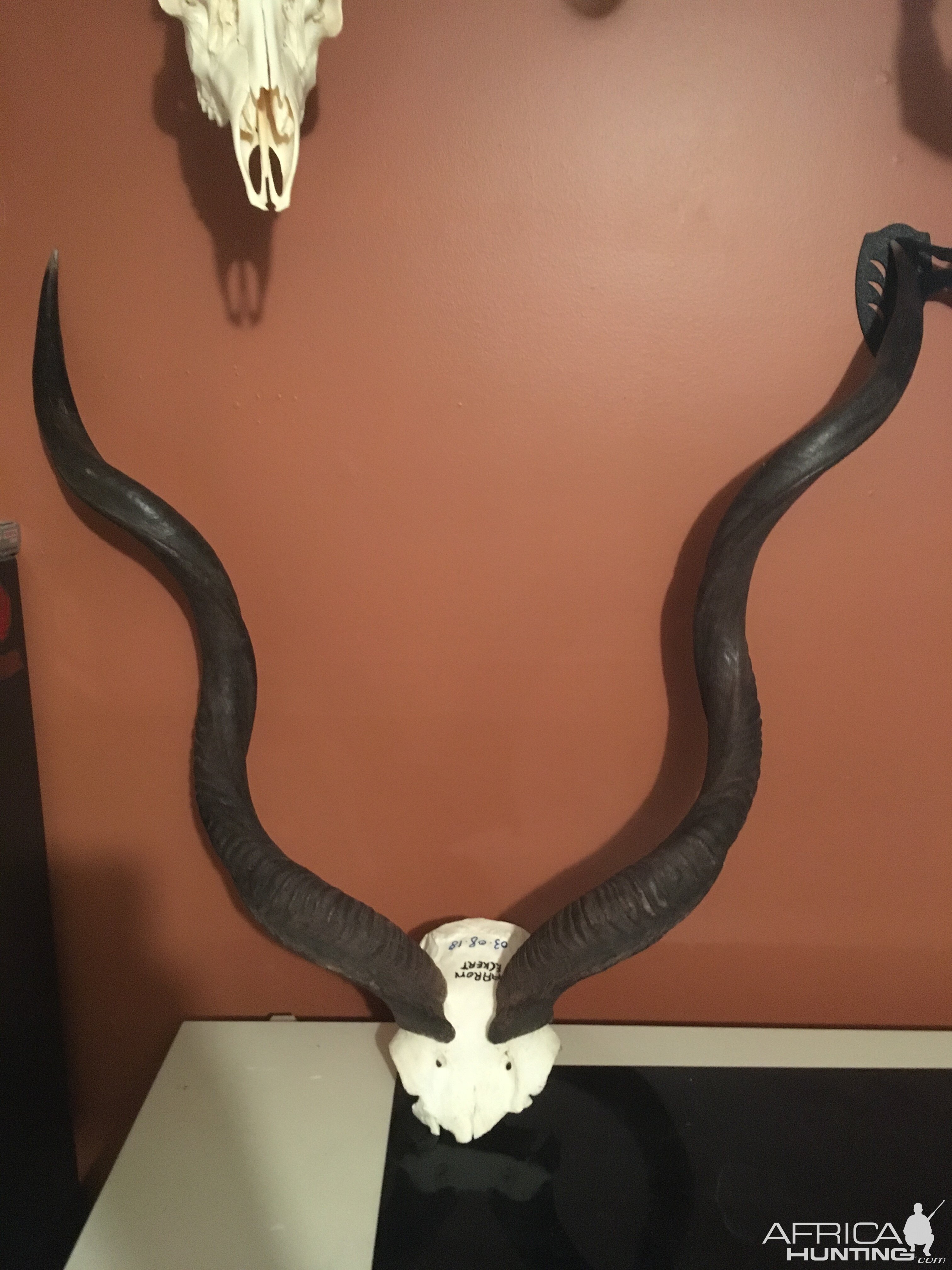 Kudu European Skull Mount Taxidermy