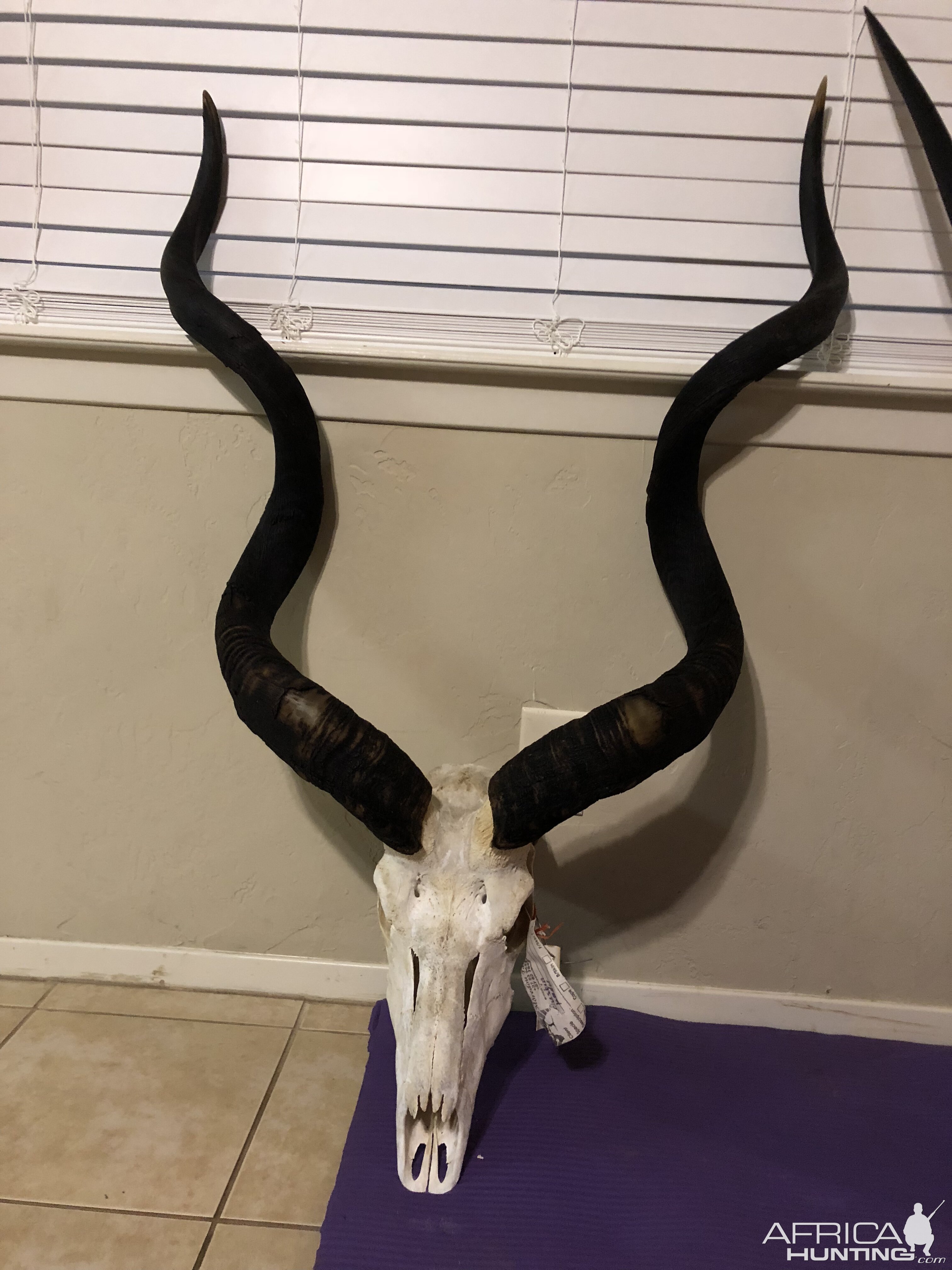 Kudu European Skull Mount Taxidermy