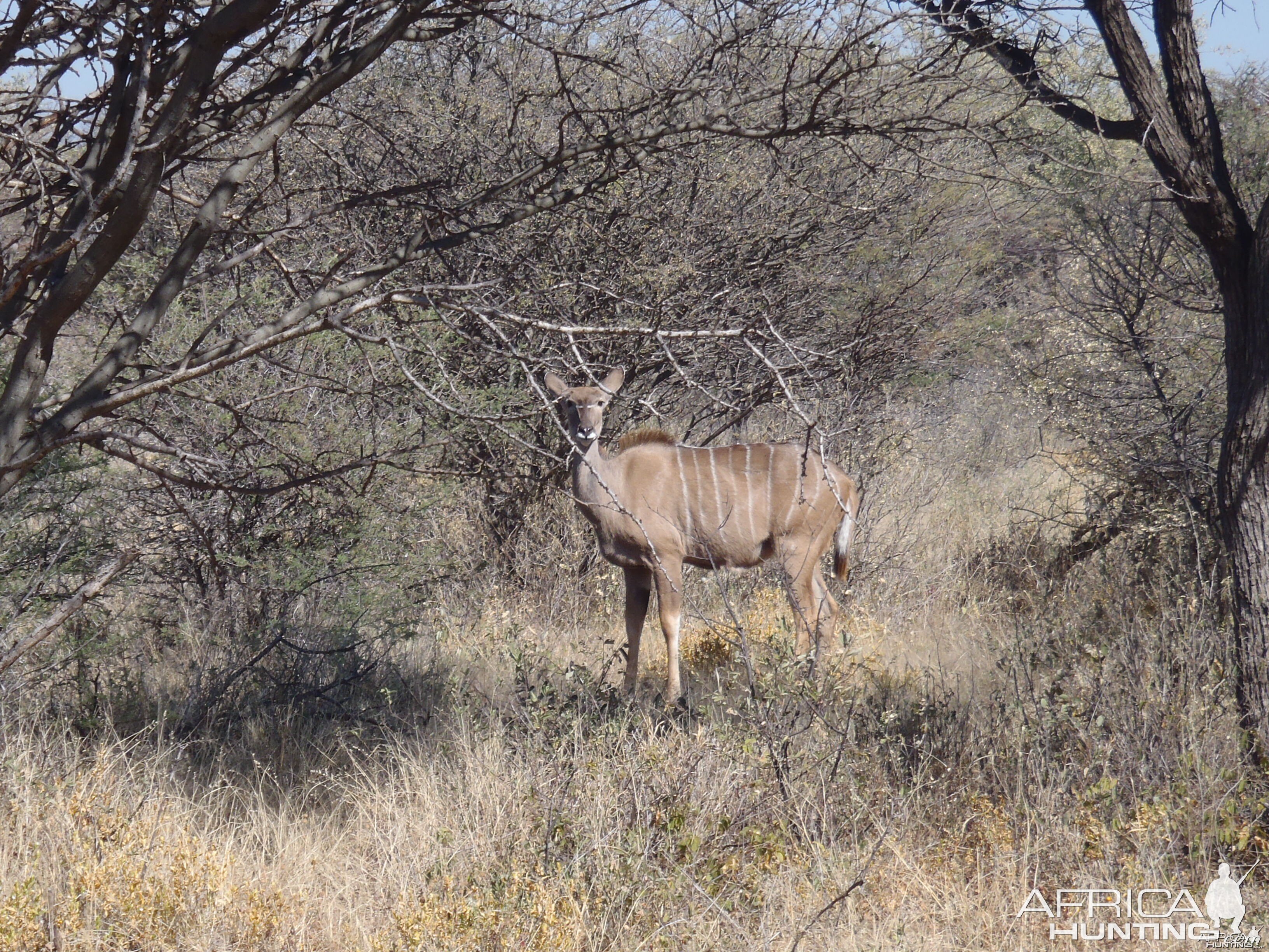 Kudu Female Namibia