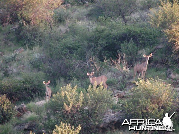 Kudu Female