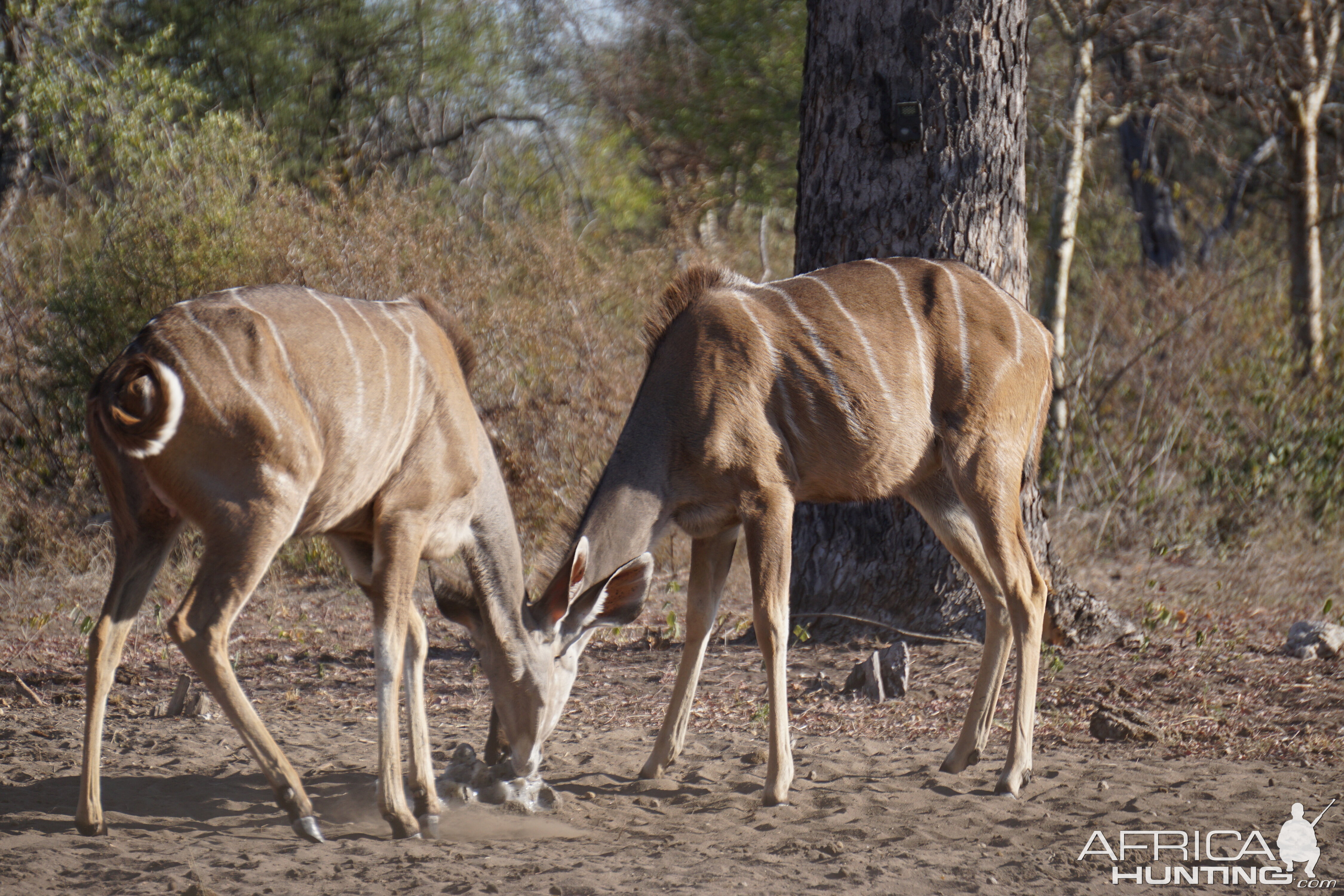 Kudu Females Namibia