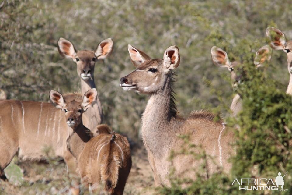 Kudu Females South Africa