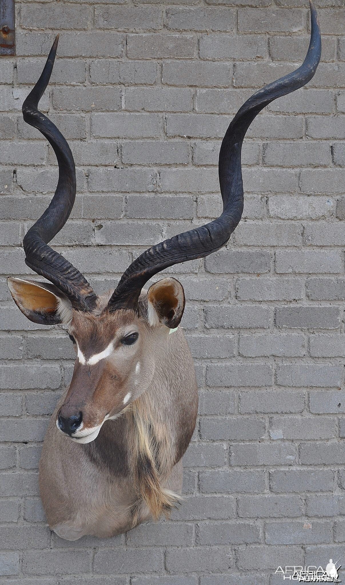 Kudu finished taxidermy