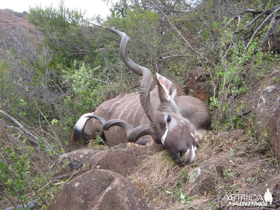 Kudu Free Range Mankazana Valley