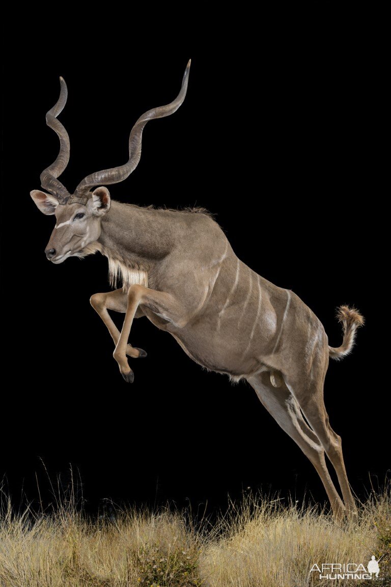 Kudu Full Mount Taxidermy