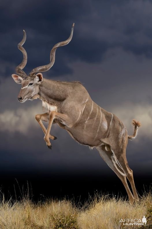 Kudu Full Mount Taxidermy