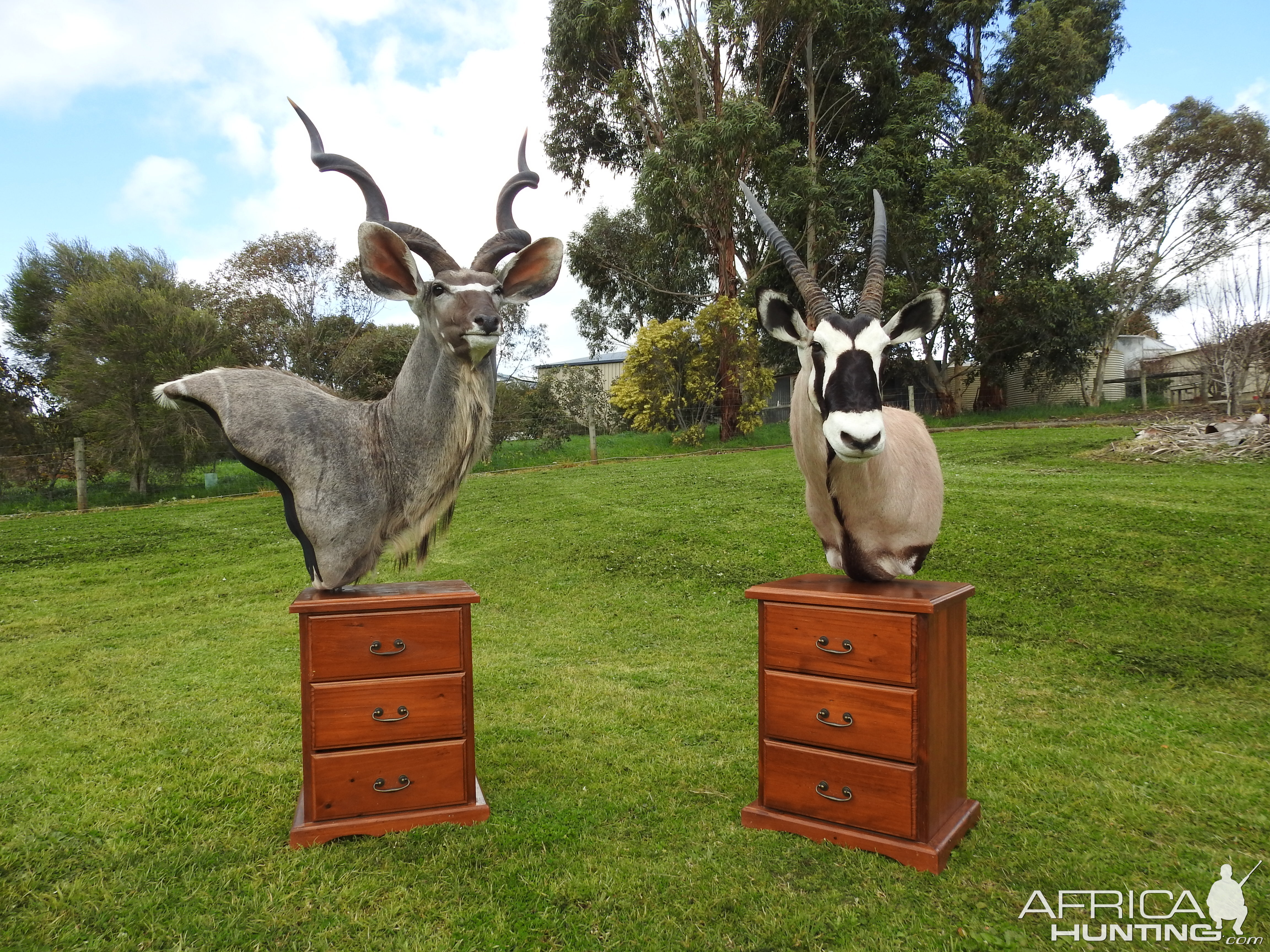 Kudu & Gemsbok Shoulder Mount Pedestal Taxidermy