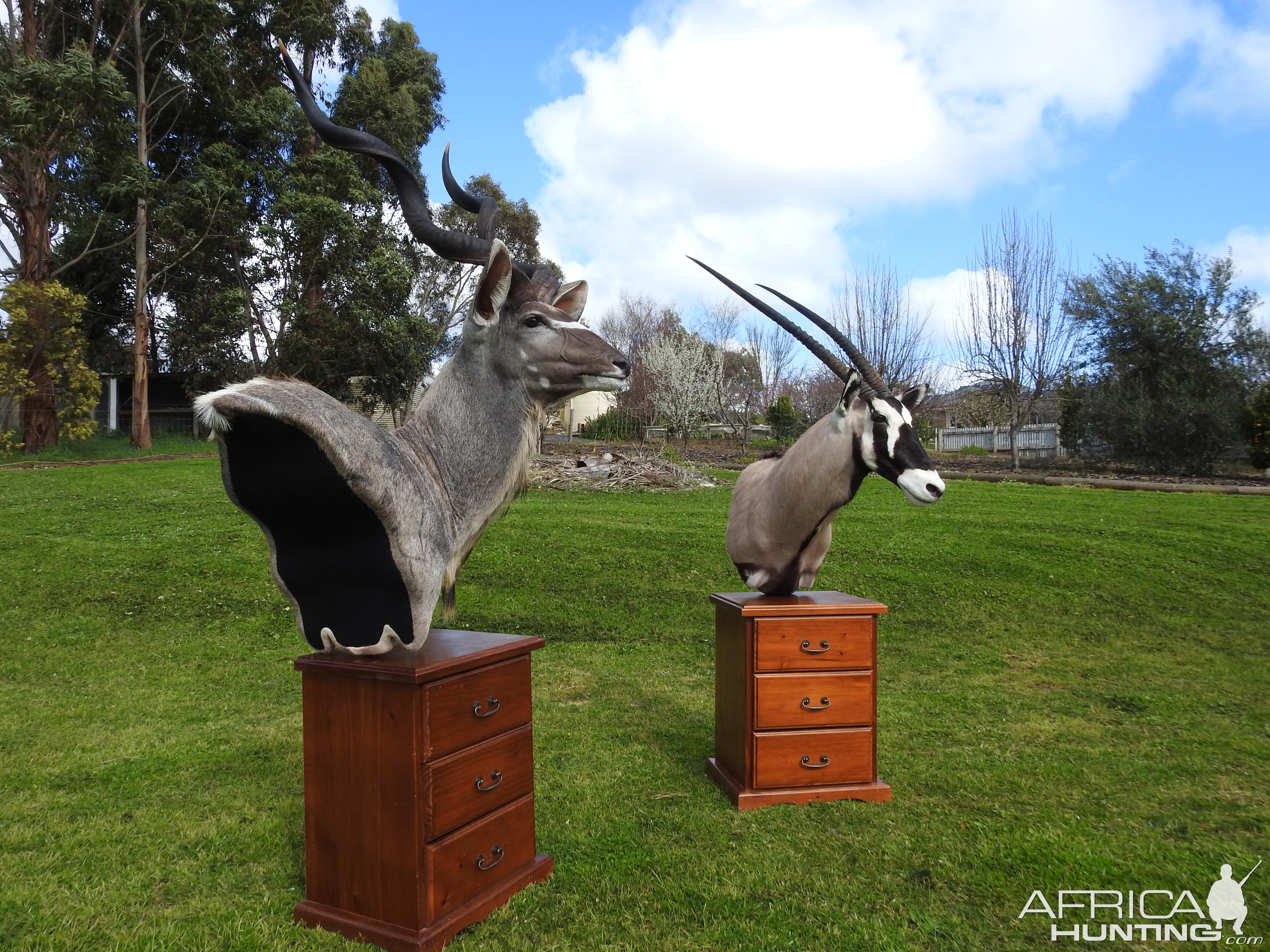 Kudu & Gemsbok Shoulder Mount Pedestal Taxidermy