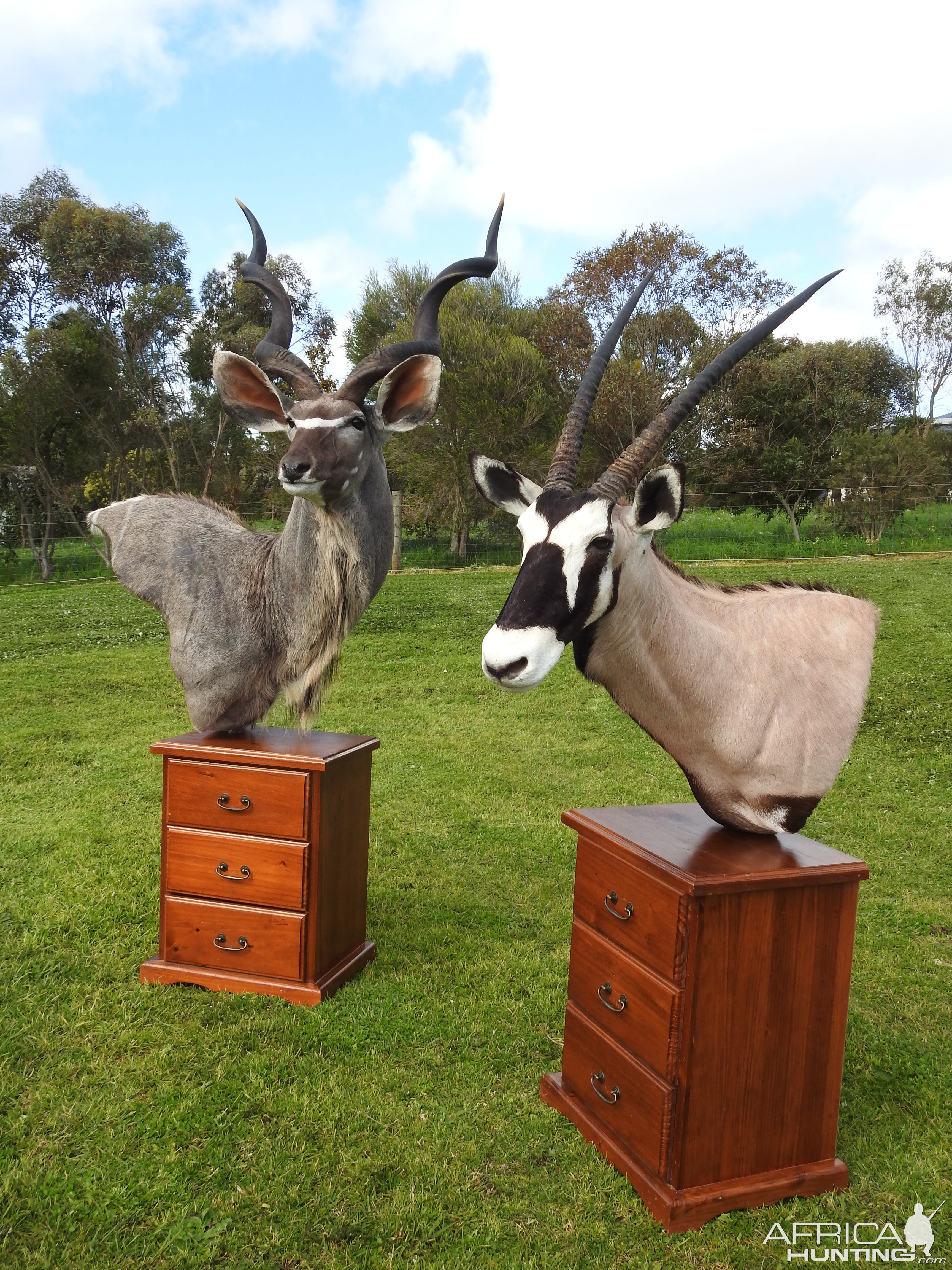 Kudu & Gemsbok Shoulder Mount Pedestal Taxidermy