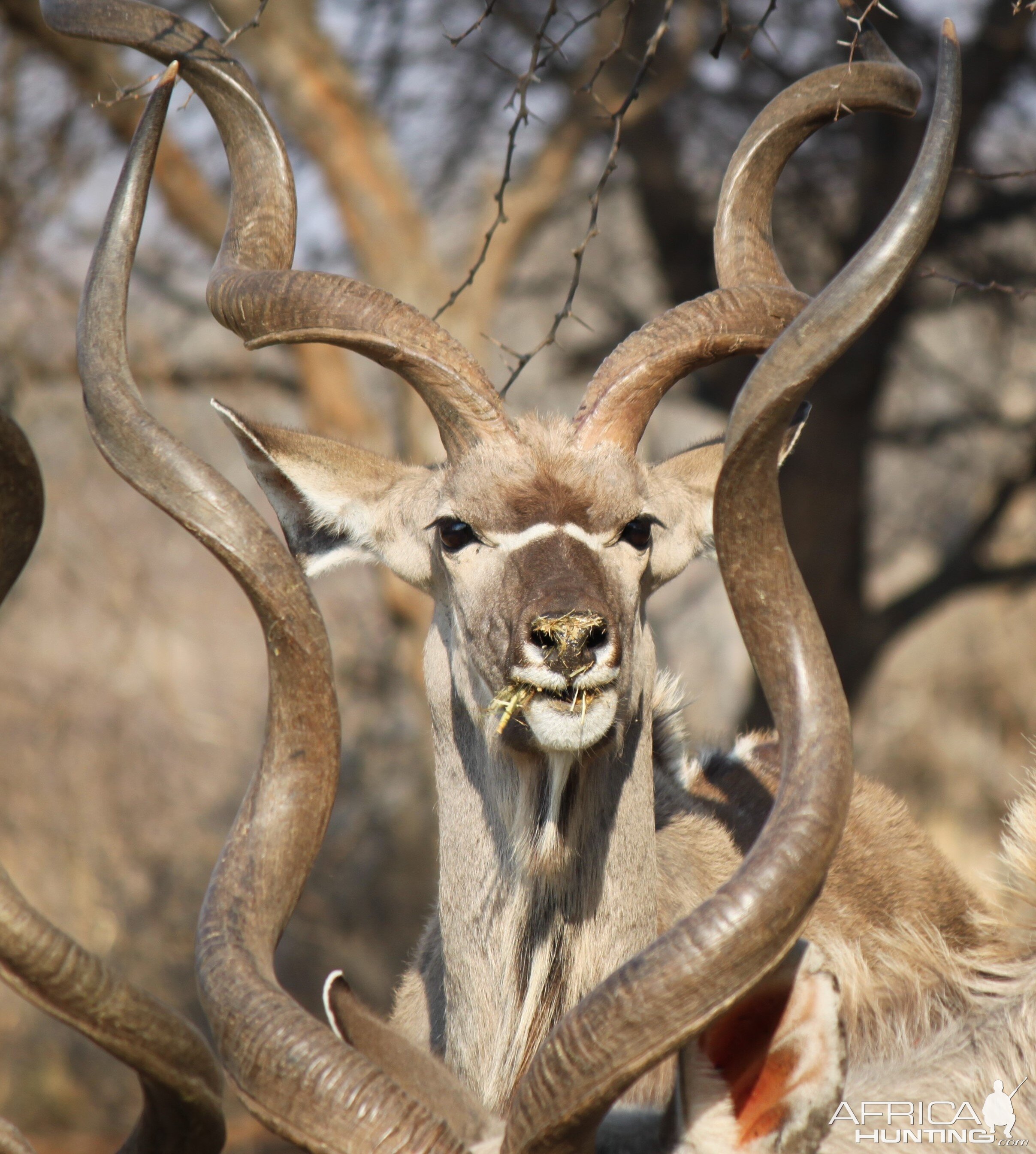 Kudu group Limcroma Safaris 2015