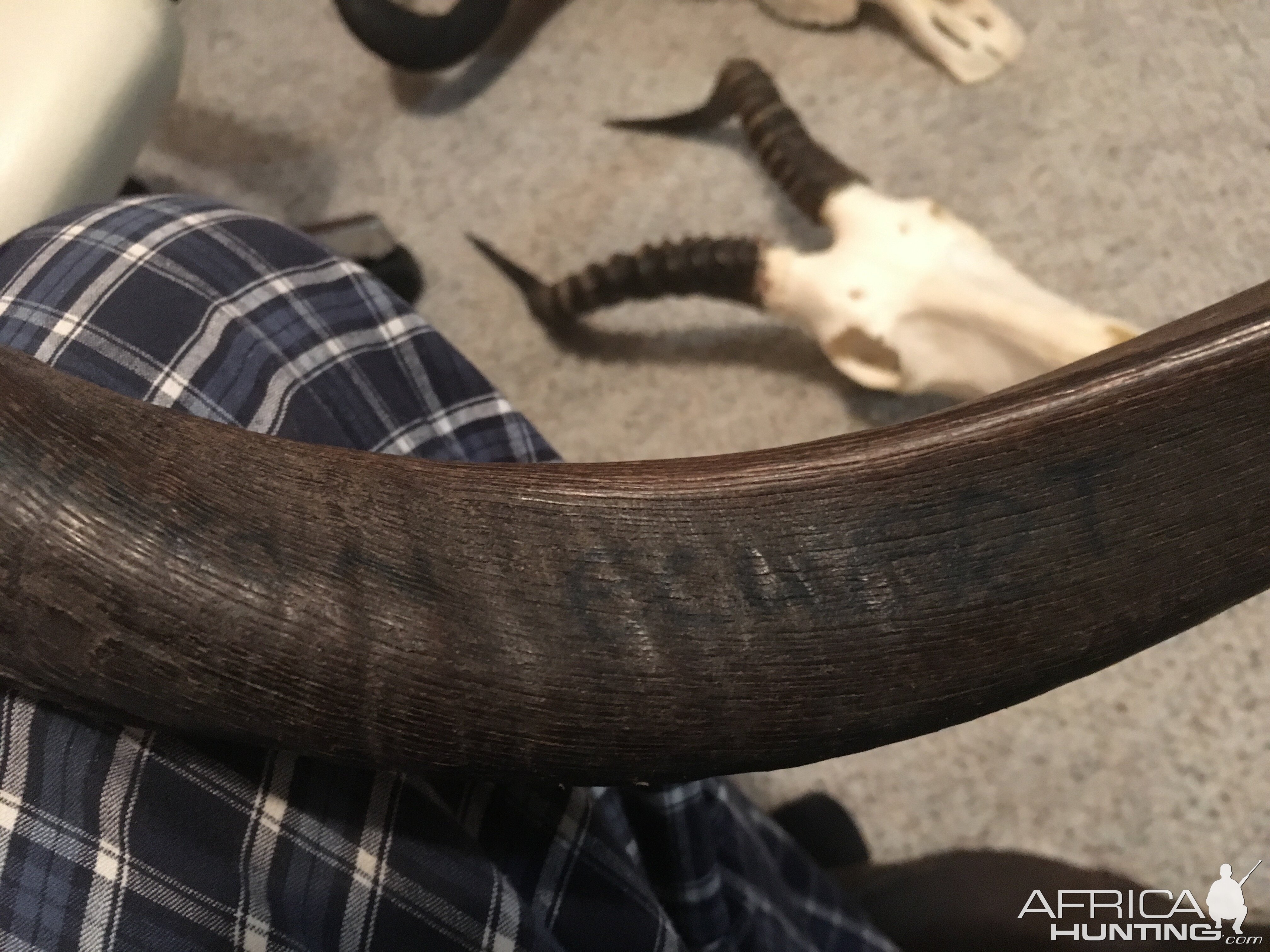 Kudu Horn showing the ink