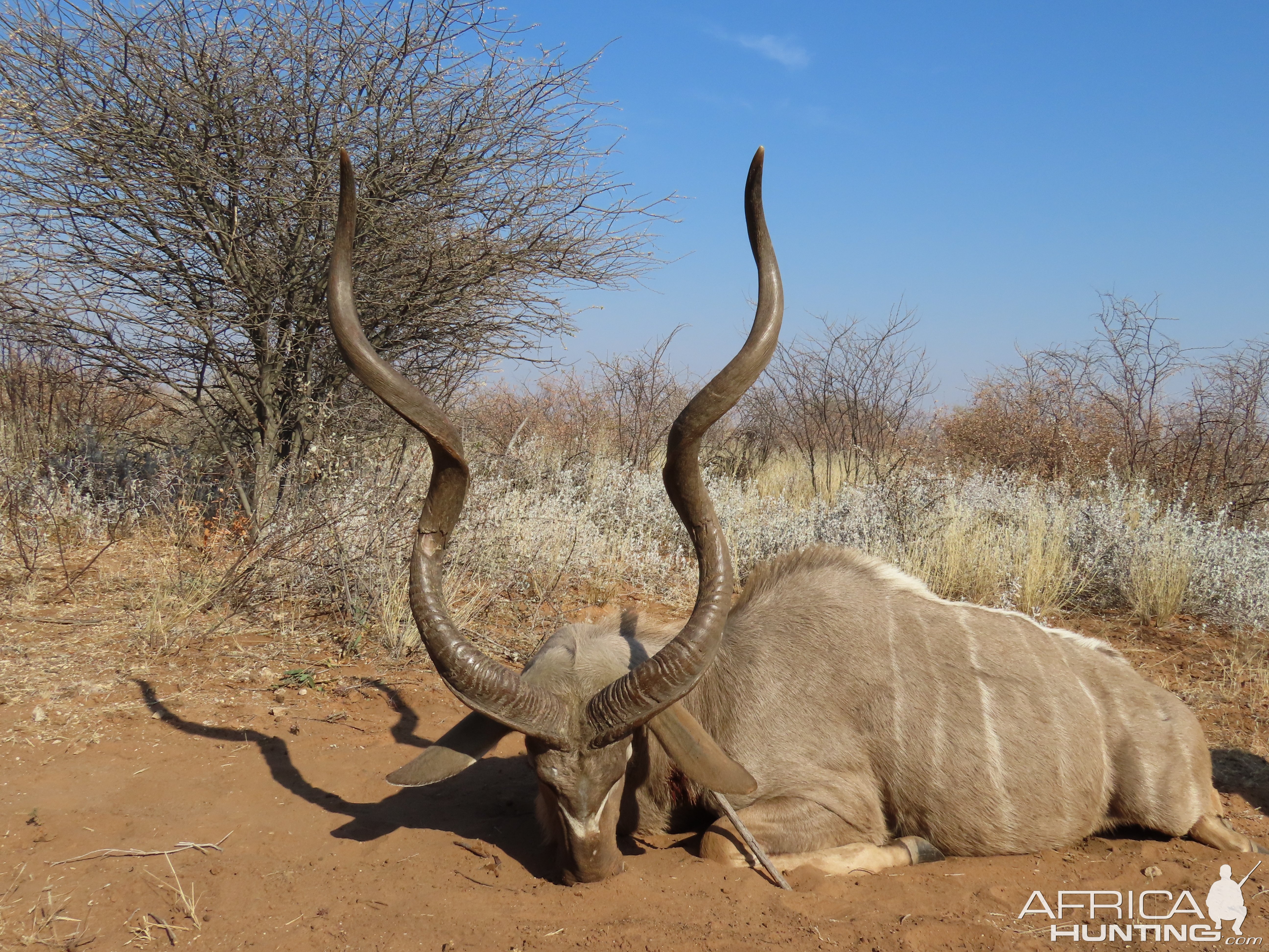 Kudu Hunt Botswana