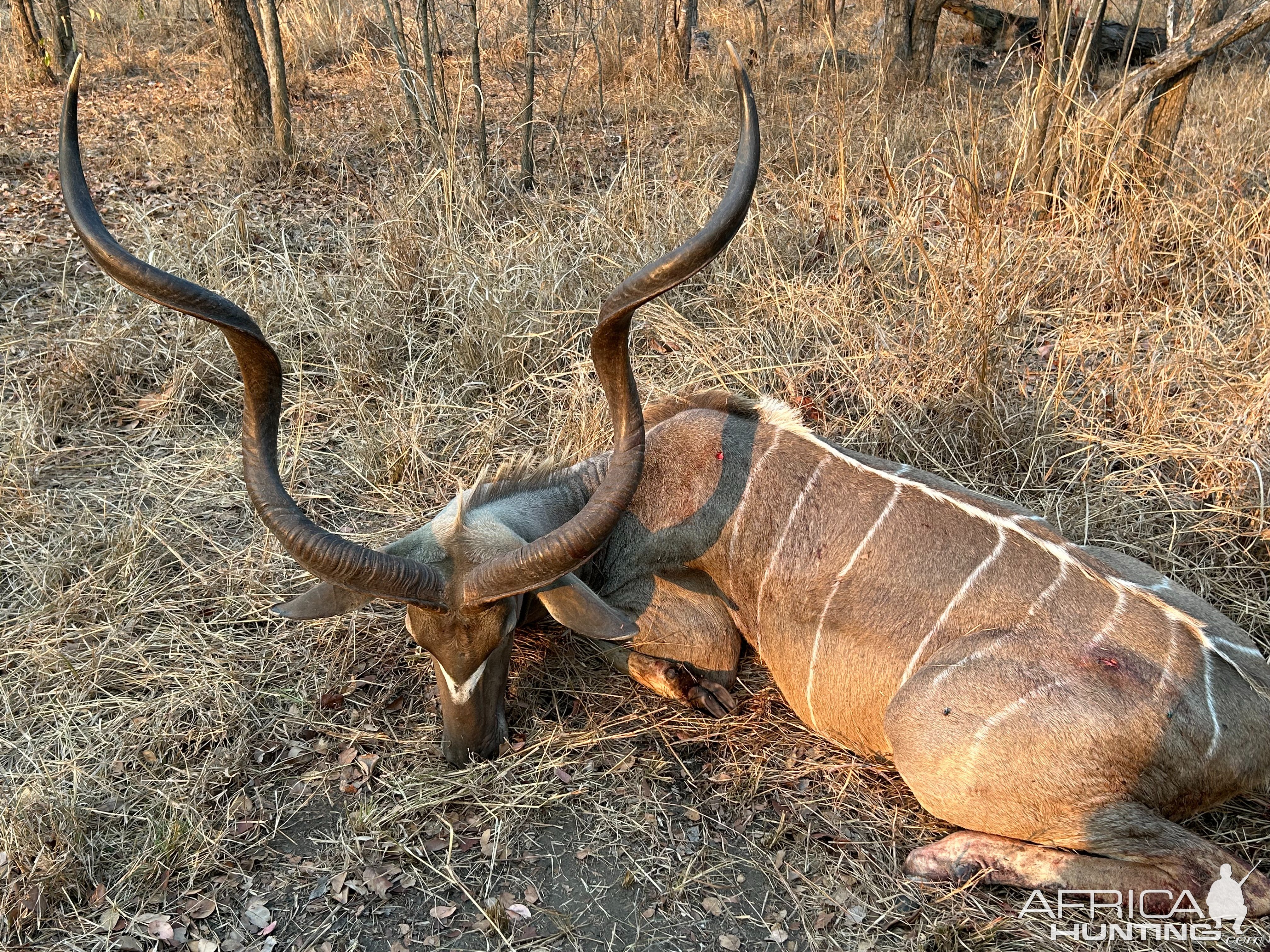 Kudu Hunt Coutada Mozambique