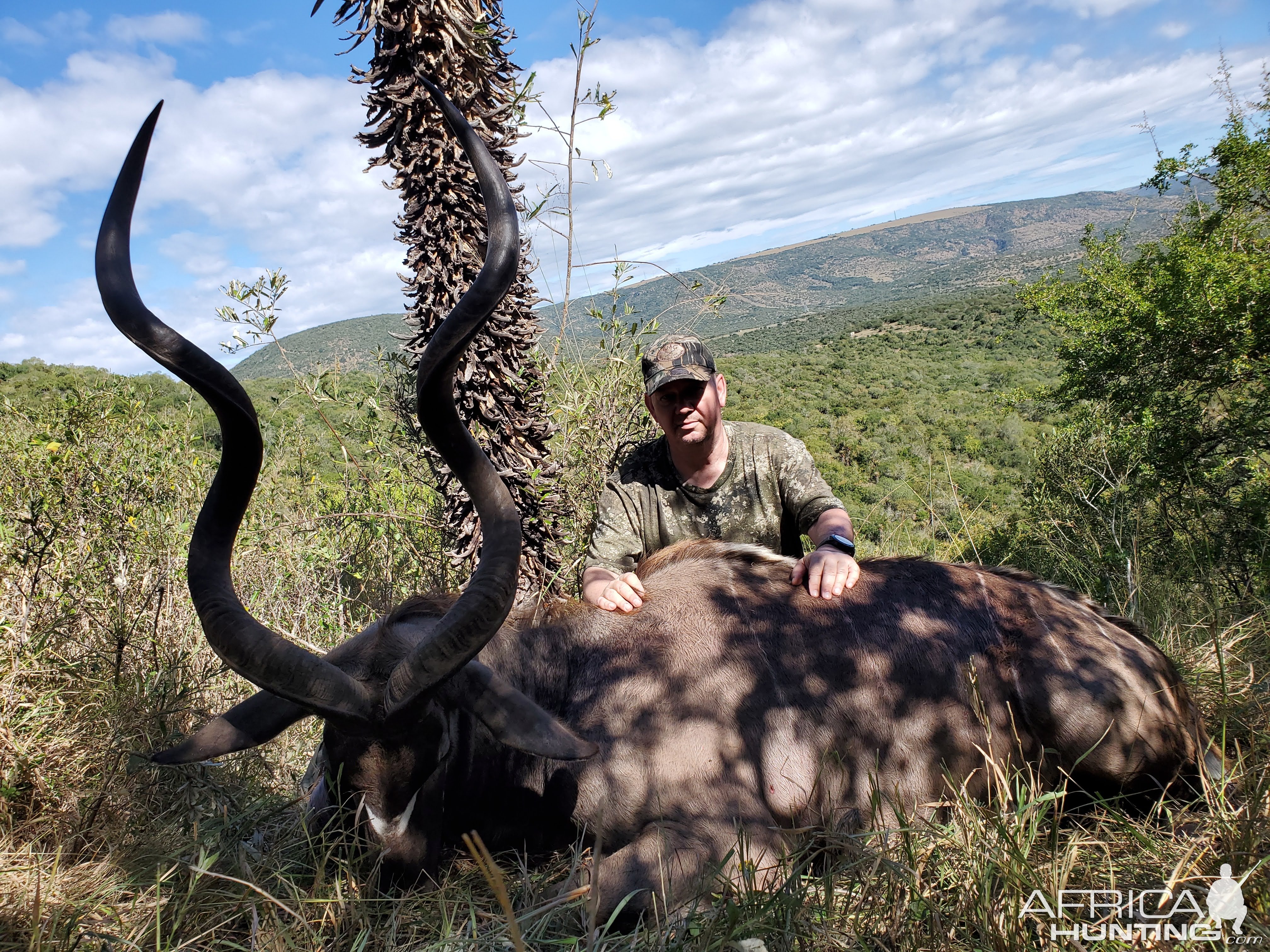 Kudu Hunt Eastern Cape South Affrica