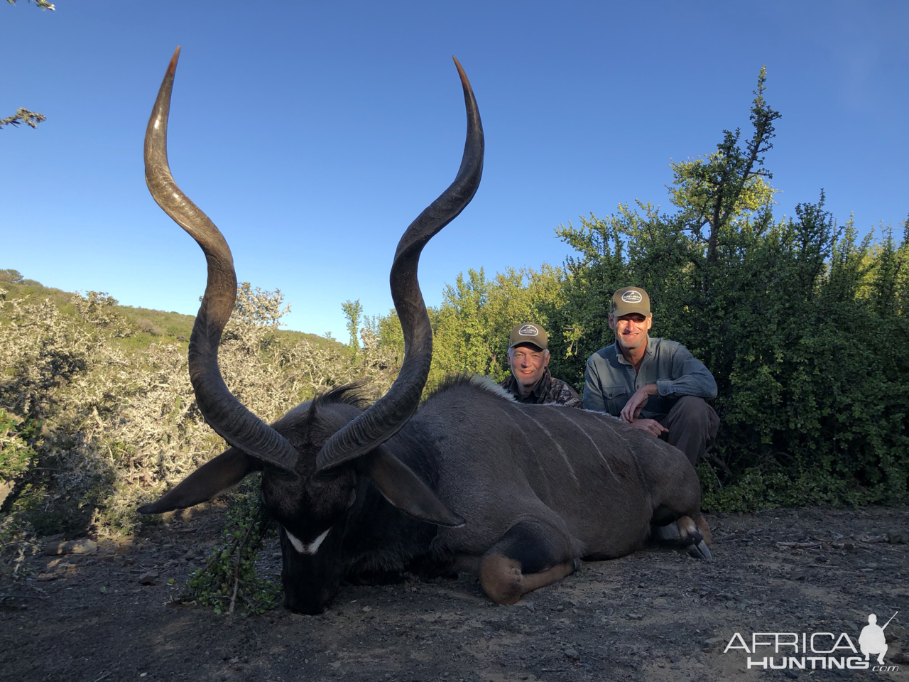 Kudu Hunt Eastern Cape South Africa