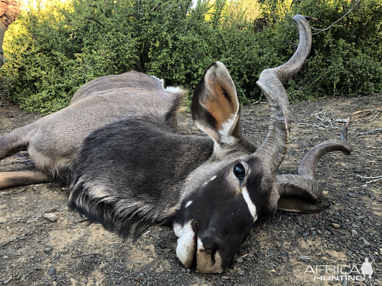 Kudu Hunt Eastern Cape South Africa