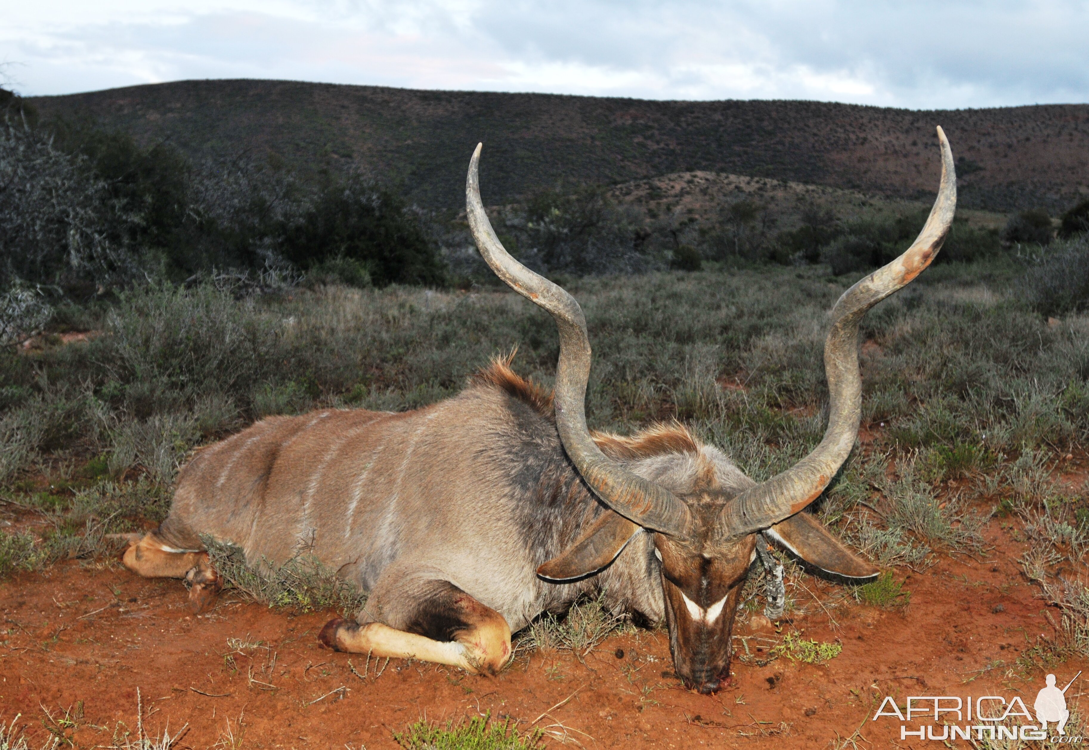 Kudu Hunt Eastern Cape South Africa