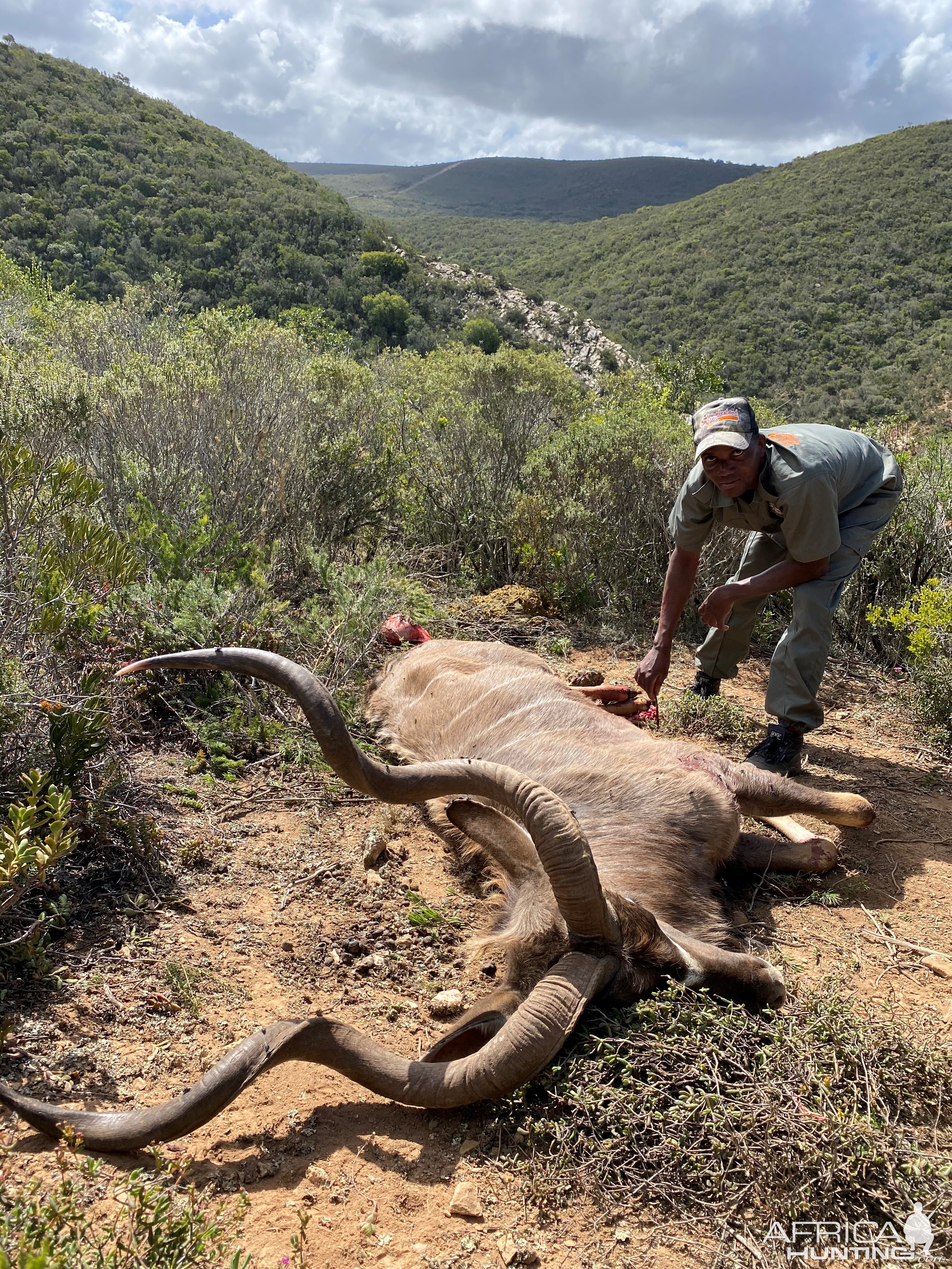 Kudu Hunt Eastern Cape South Africa