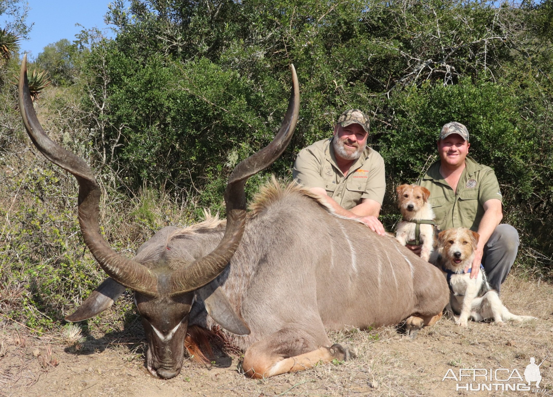 Kudu Hunt Eastern Cape SOuth Africa