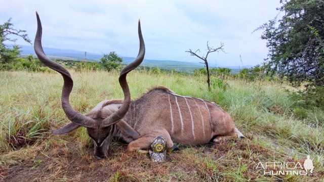 Kudu Hunt Eastern Cape South Africa