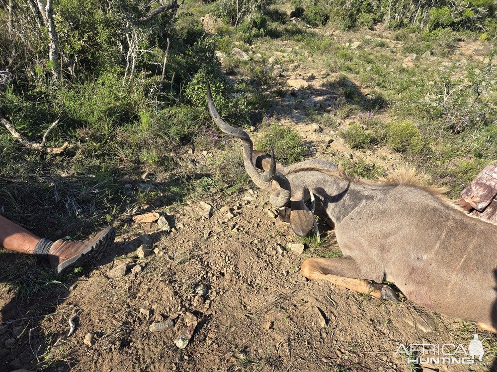 Kudu Hunt Eastern Cape South Africa