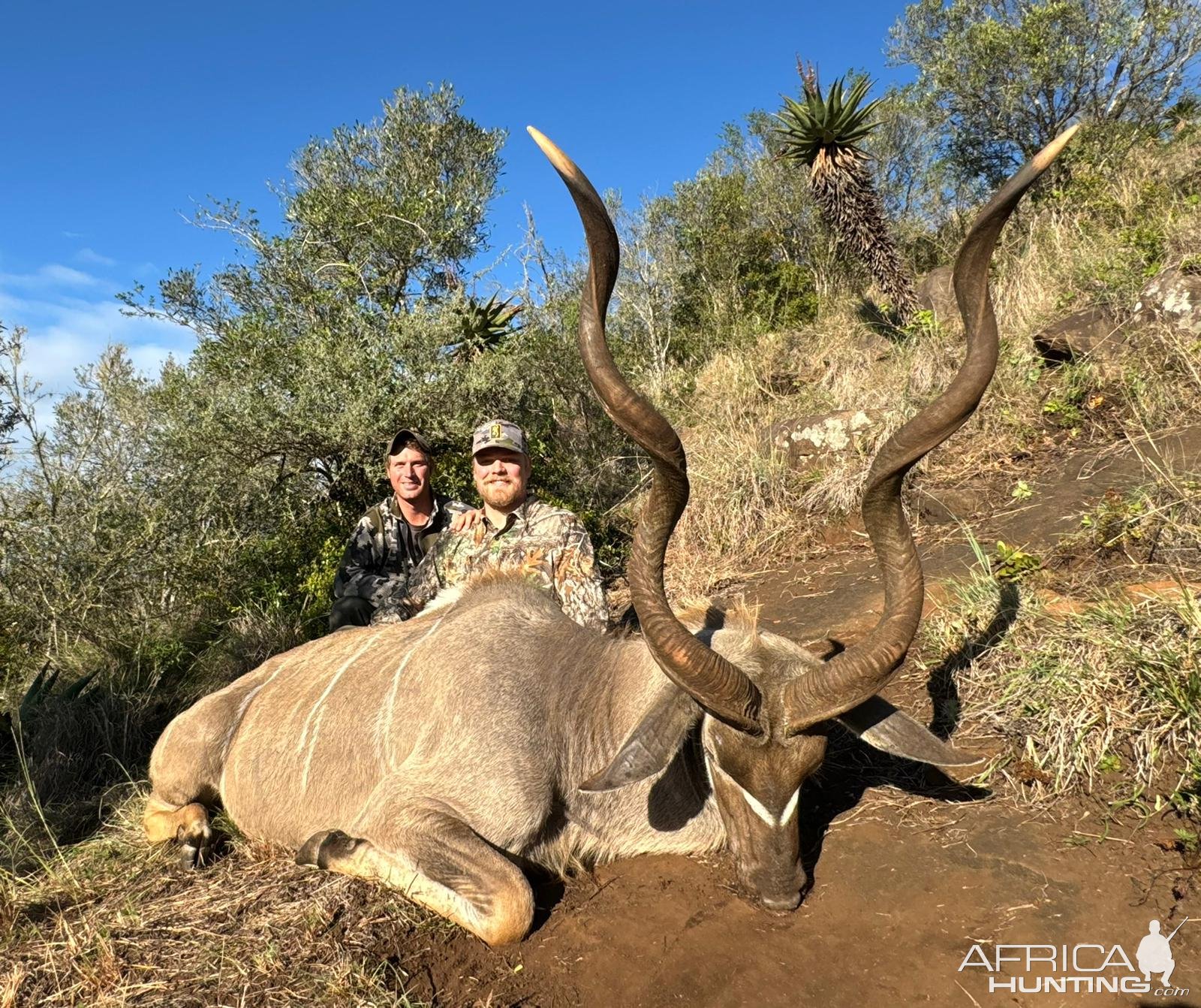 Kudu Hunt Eastern Cape South Africa