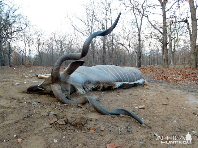 Kudu Hunt in South Africa