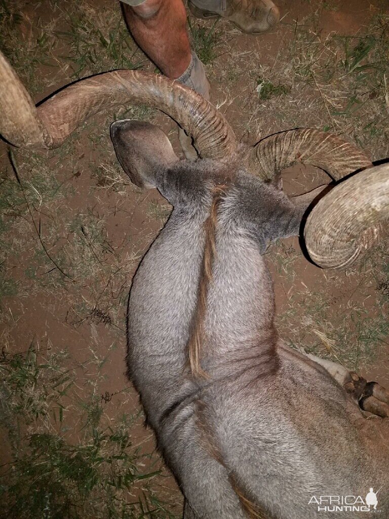 Kudu Hunt in South Africa