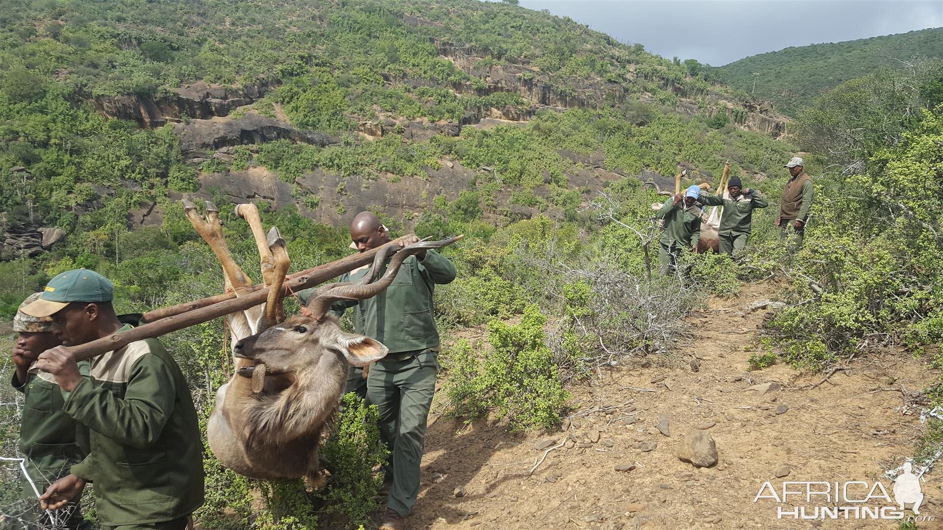 Kudu Hunt in South Africa