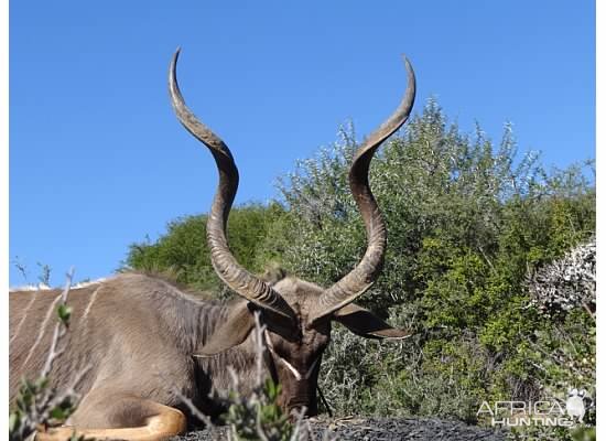 Kudu Hunt in South Africa