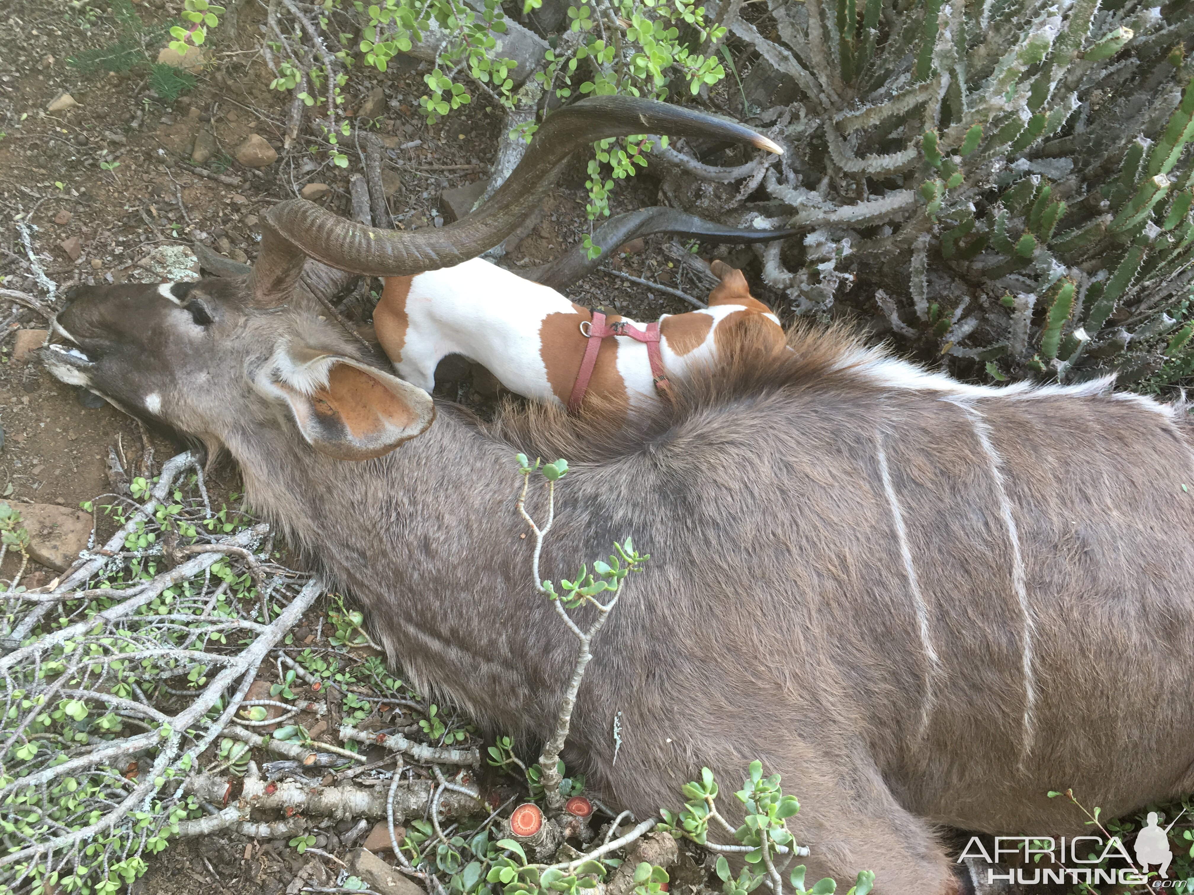 Kudu Hunt in South Africa