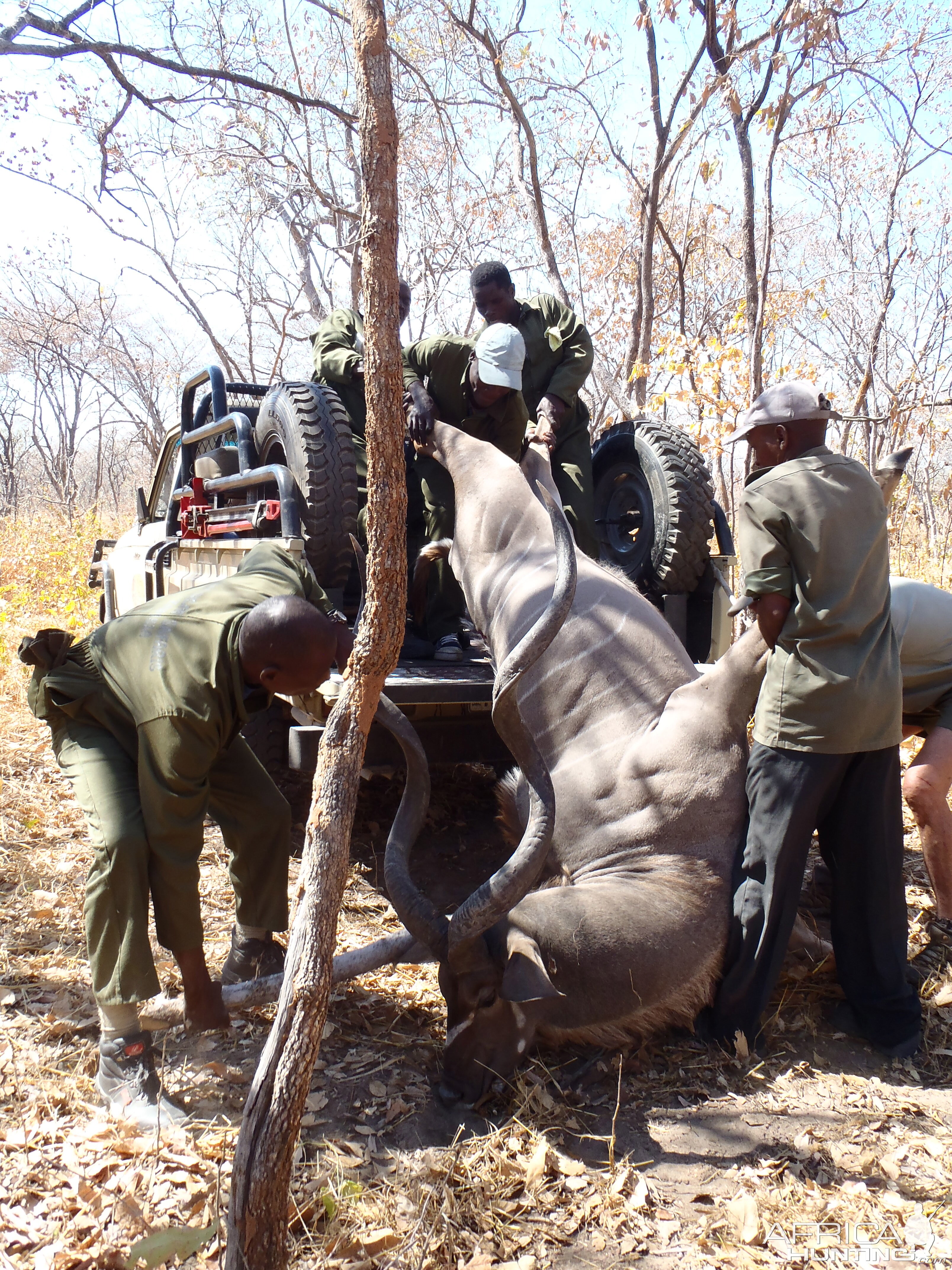 Kudu Hunt in Zambia