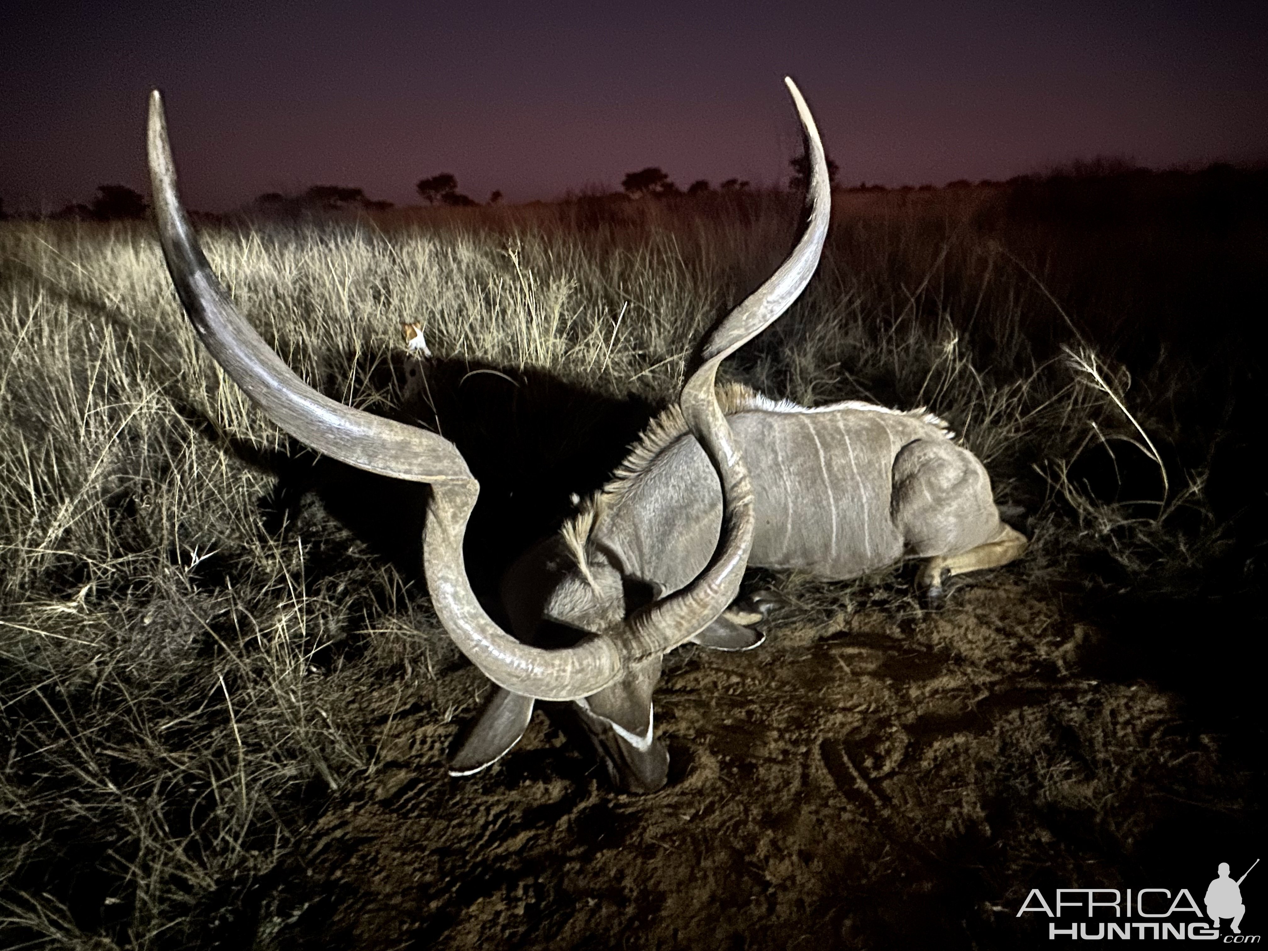 Kudu Hunt Kalahri South Africa