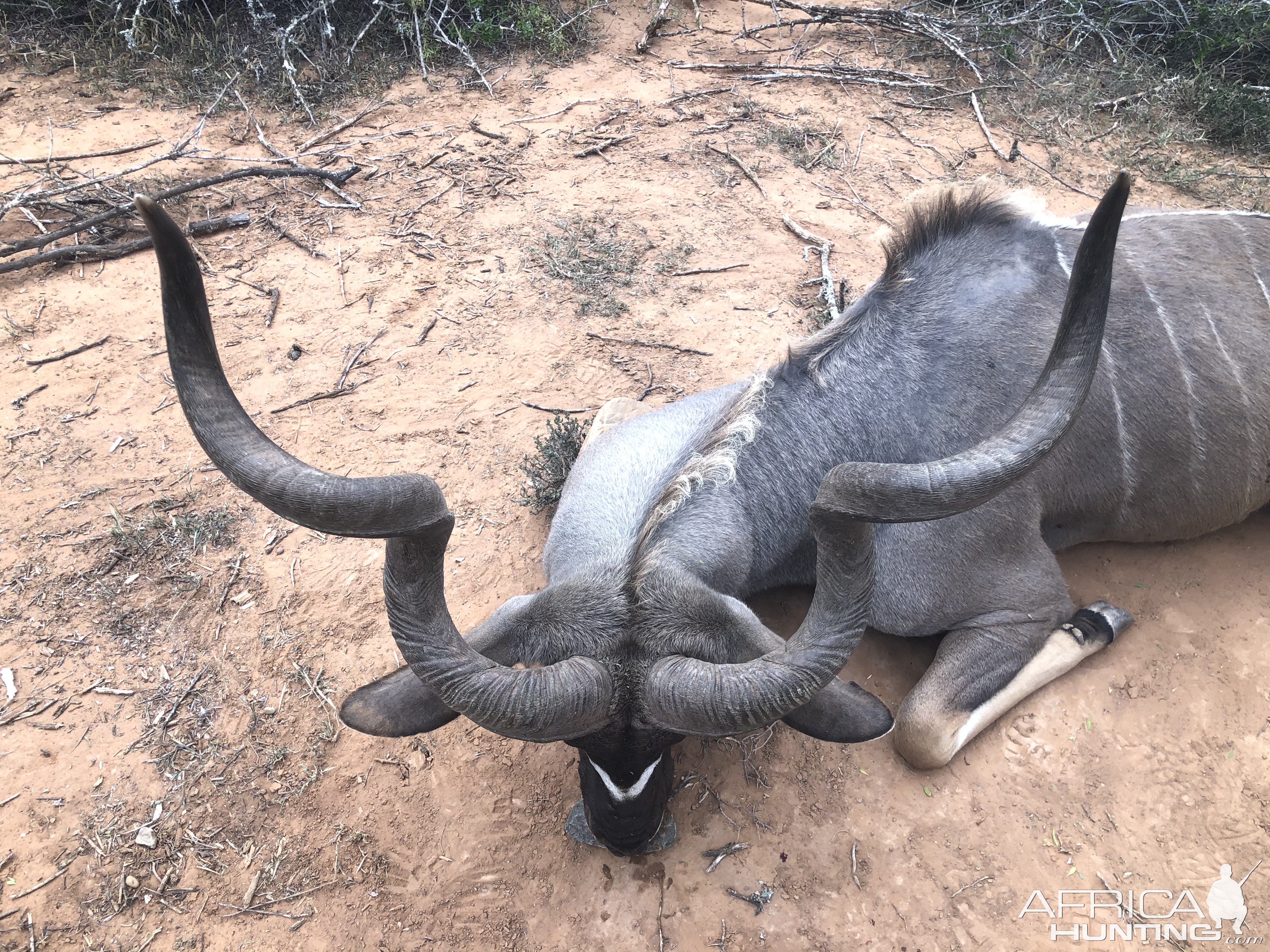 Kudu Hunt Karoo South Africa