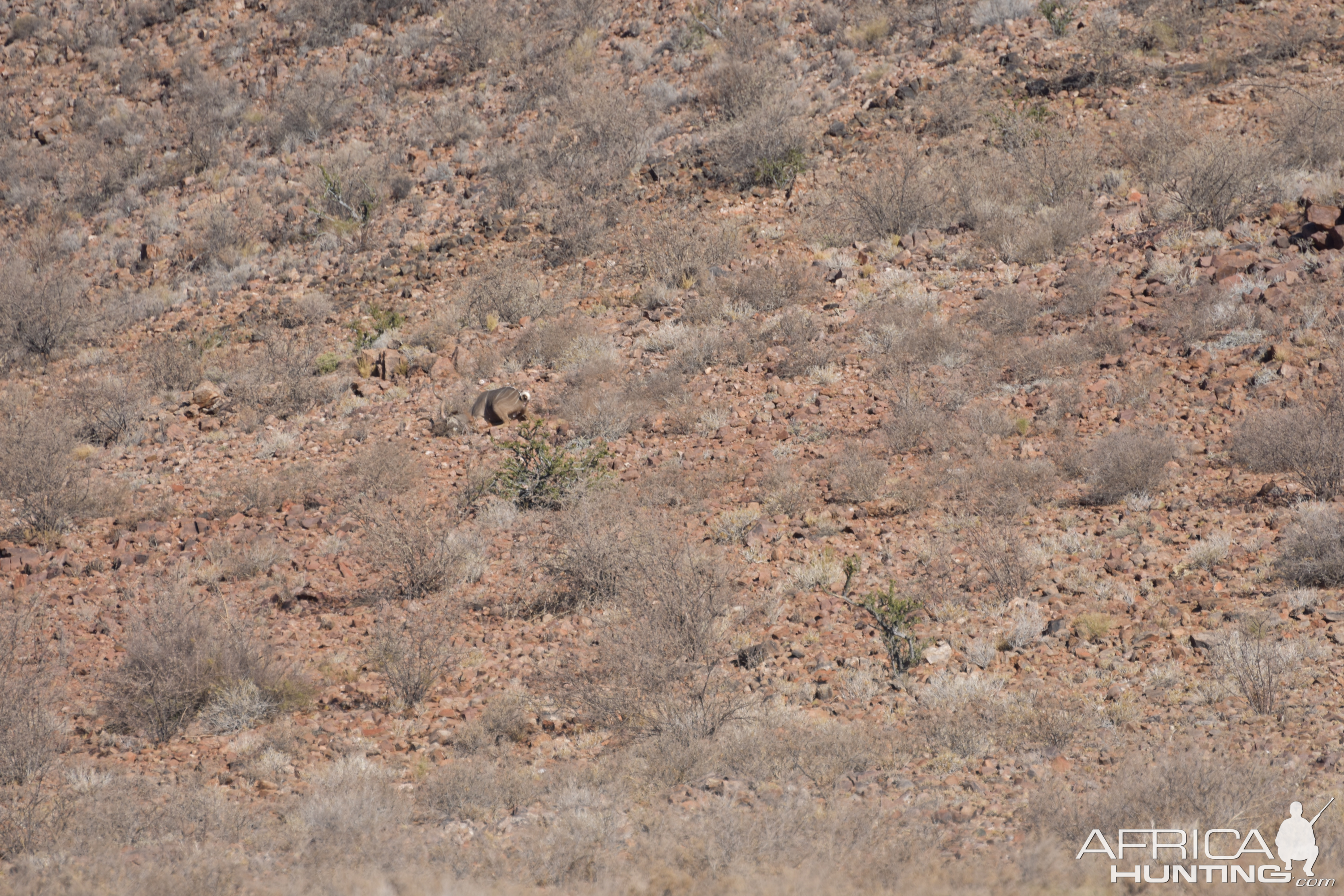 Kudu Hunt Namibia