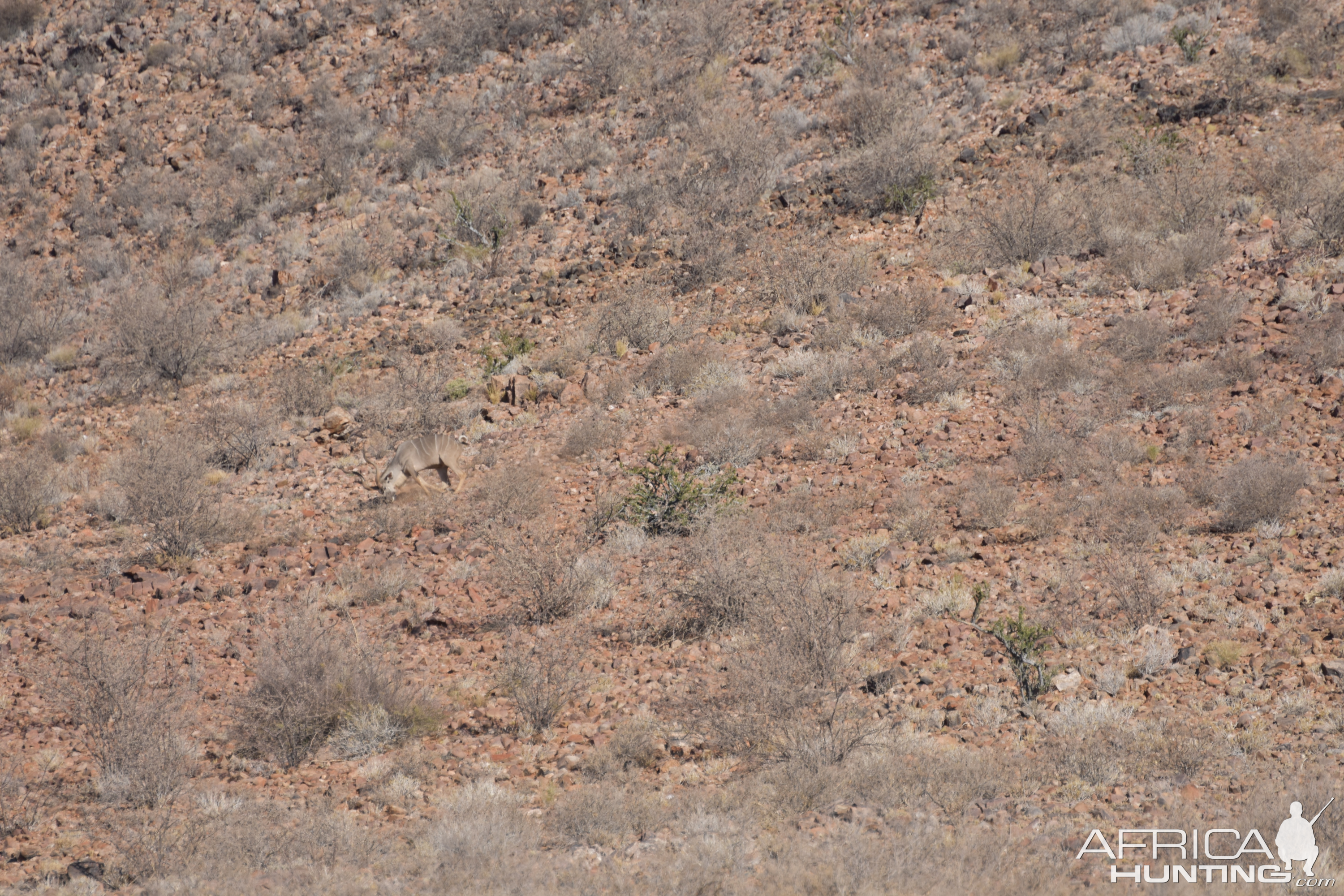 Kudu Hunt Namibia