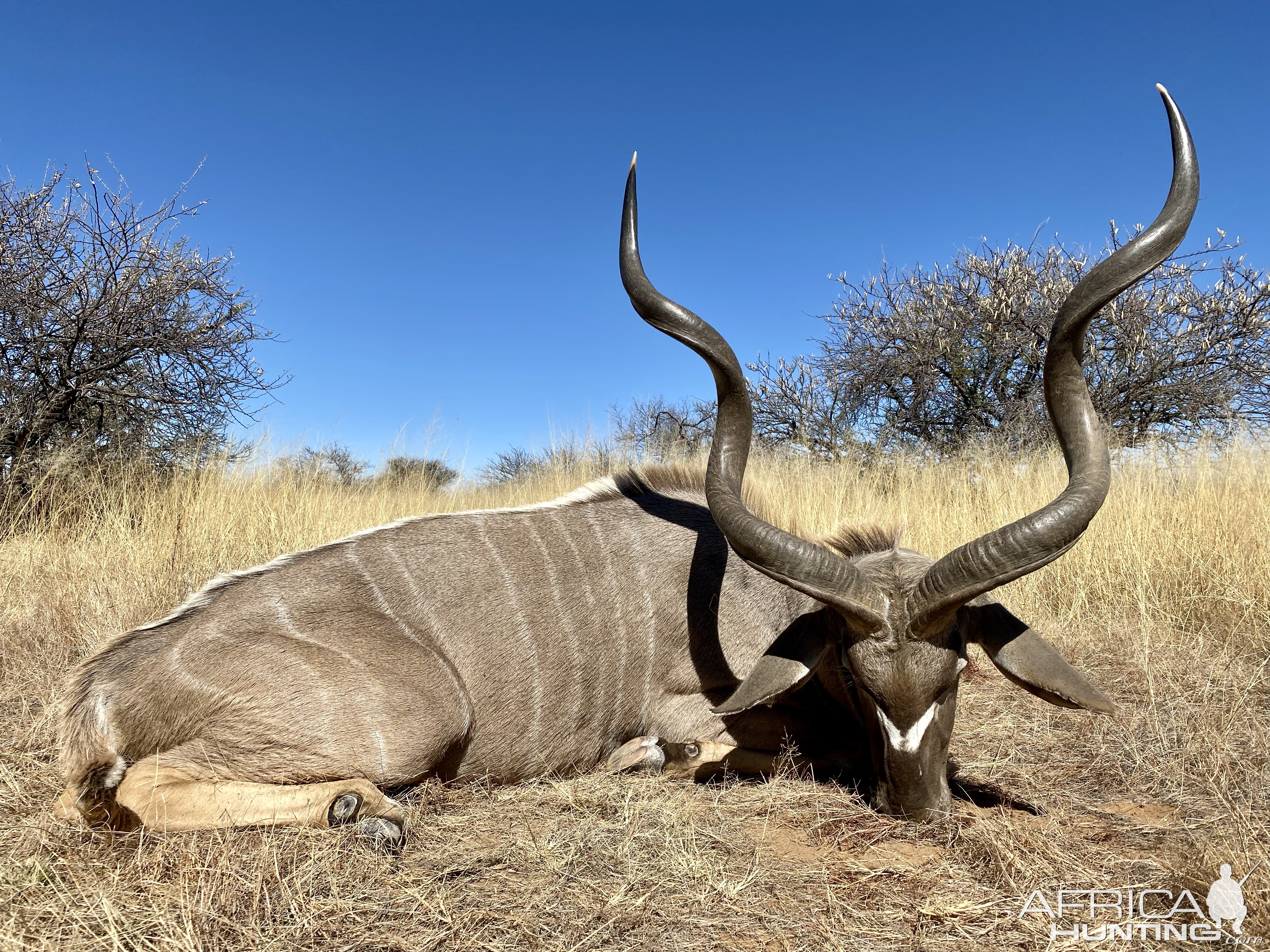 Kudu Hunt Namibia