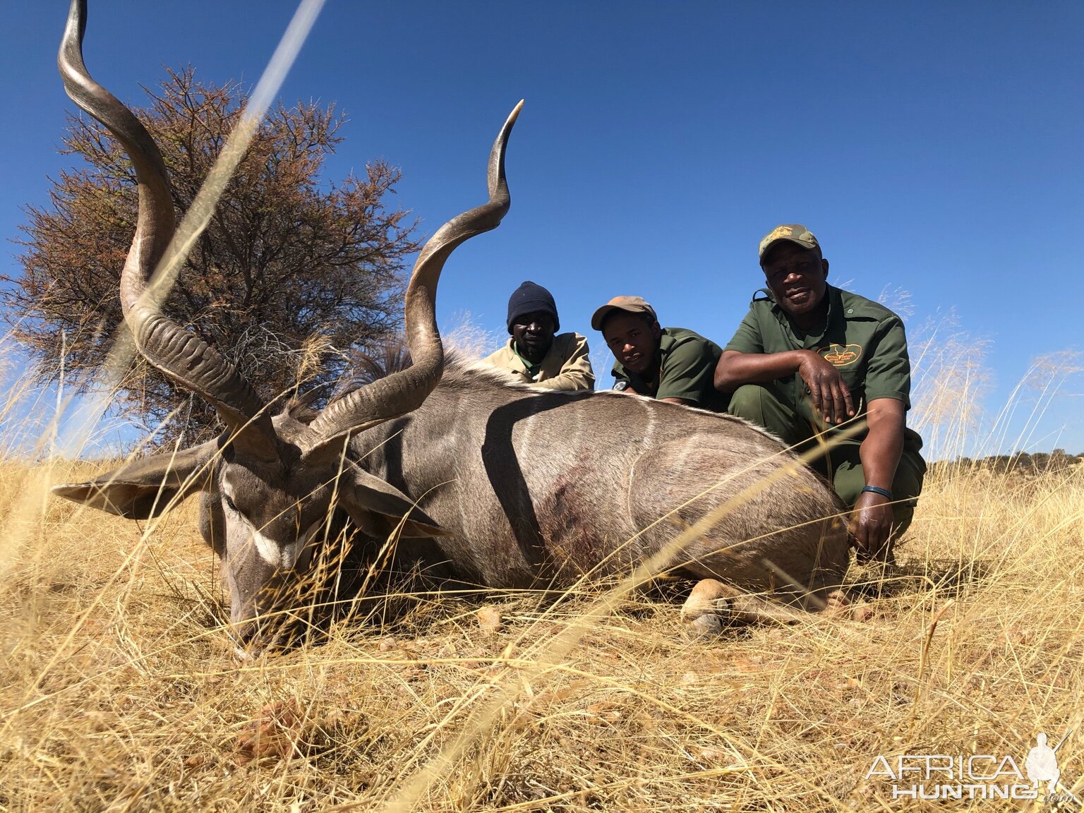 Kudu Hunt Namibia