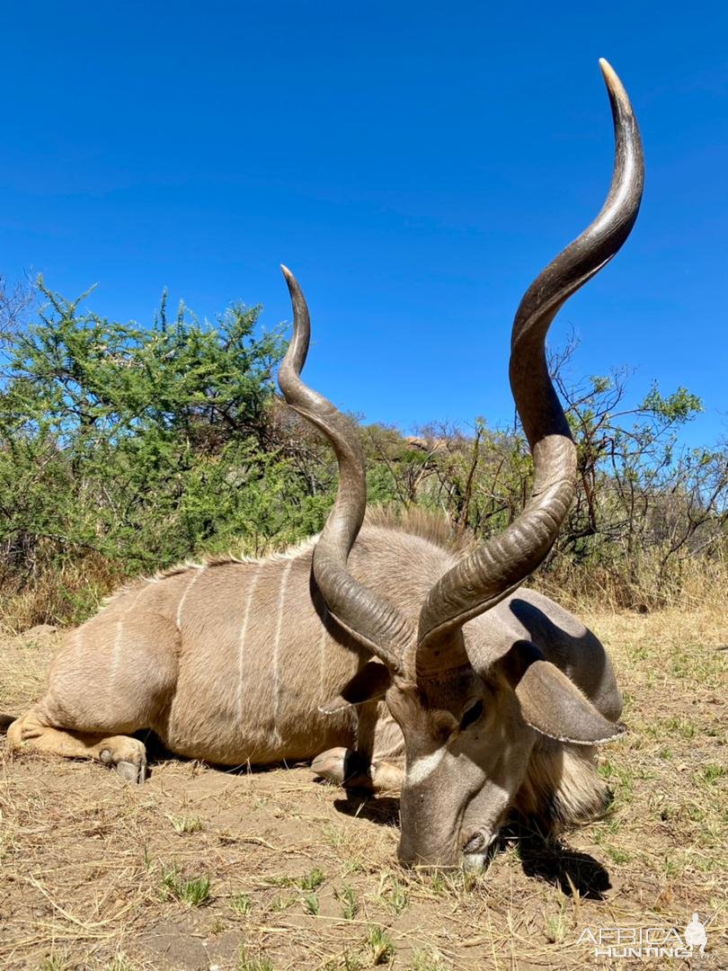 Kudu Hunt Namibia