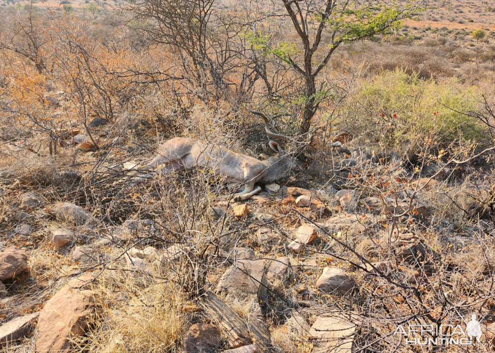 Kudu Hunt Namibia