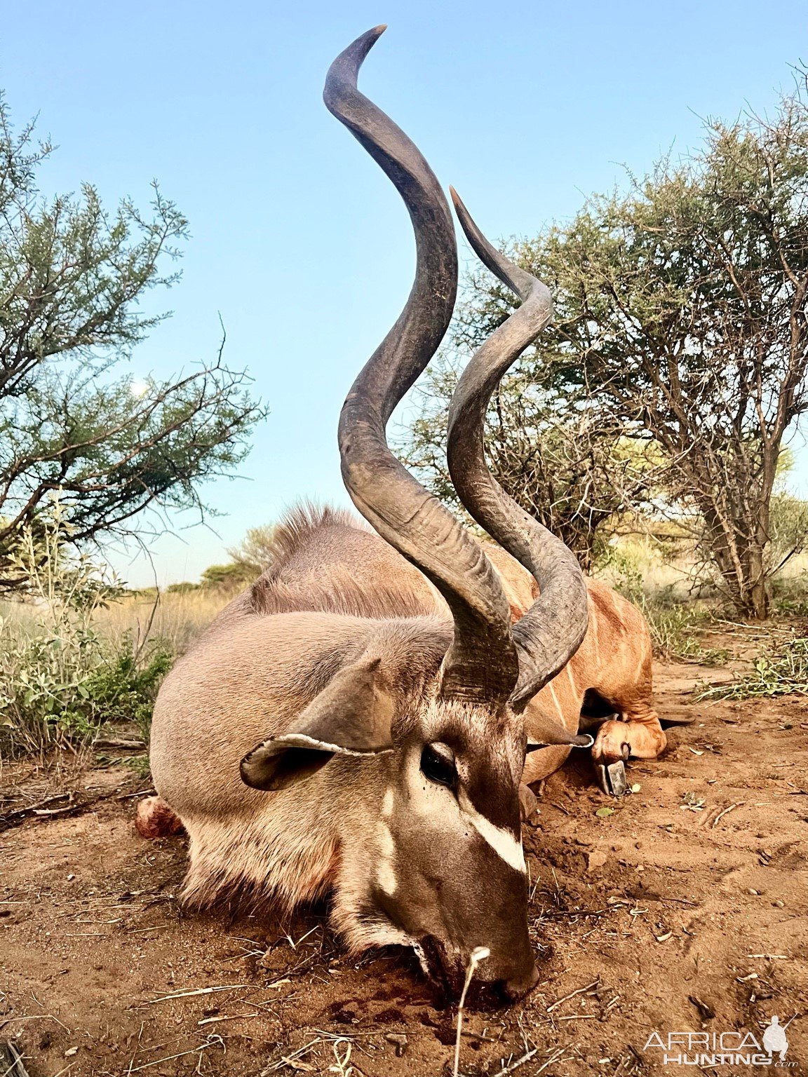 Kudu Hunt Namibia