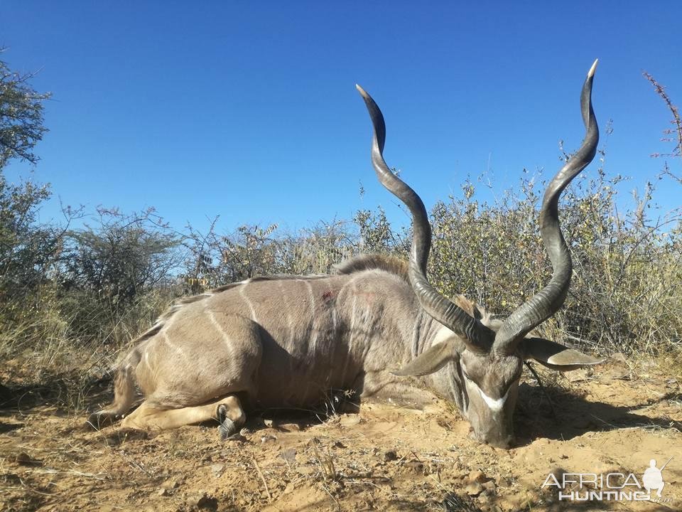 Kudu Hunt Namibia