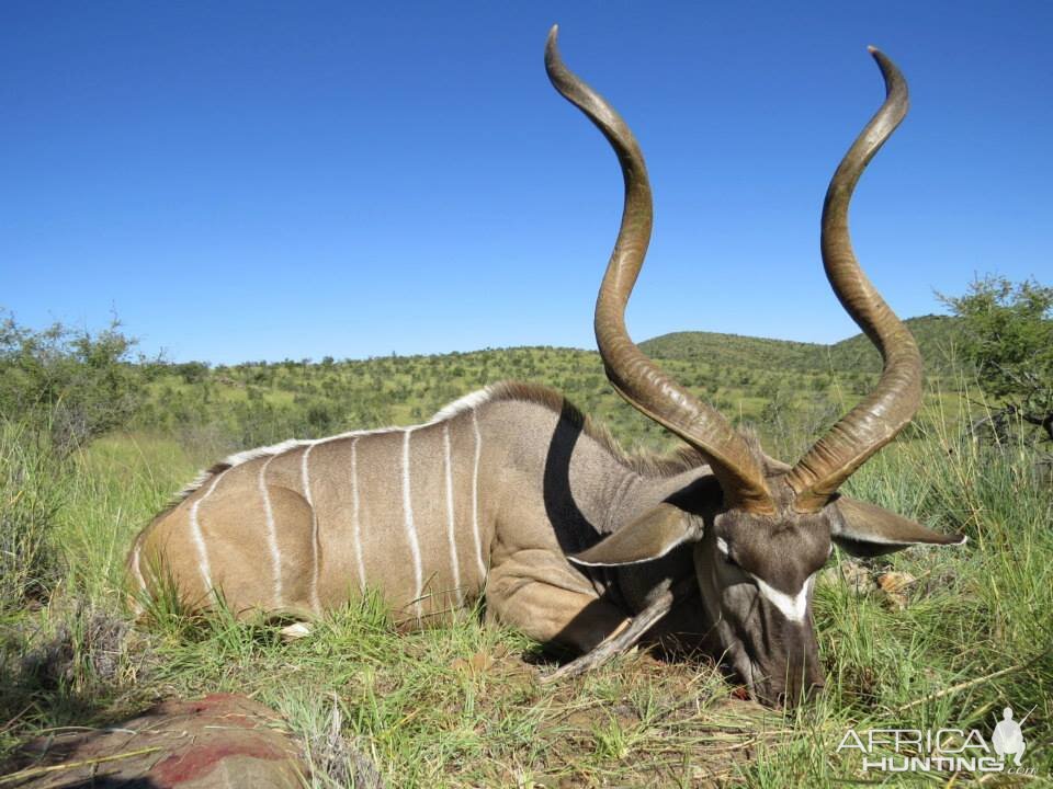 Kudu Hunt Namibia