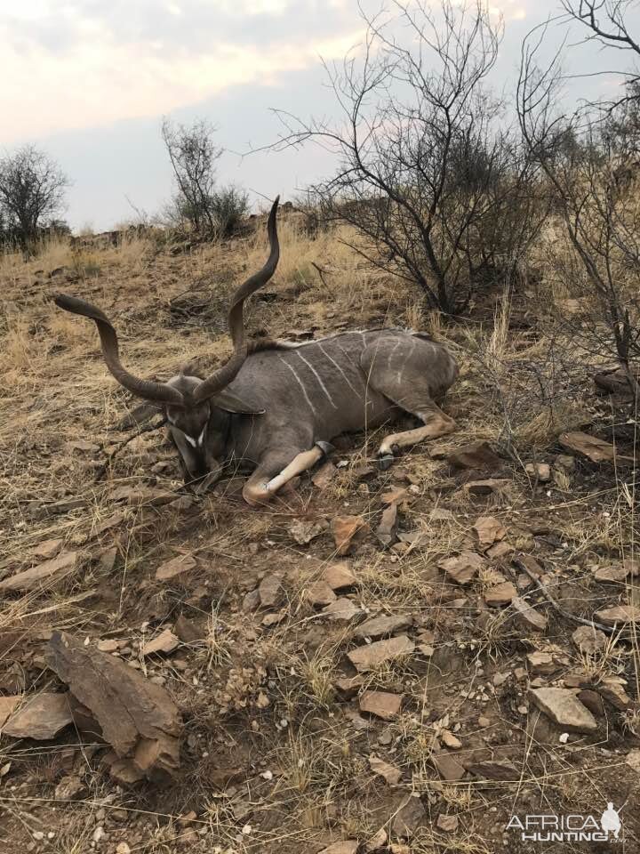 Kudu Hunt Namibia