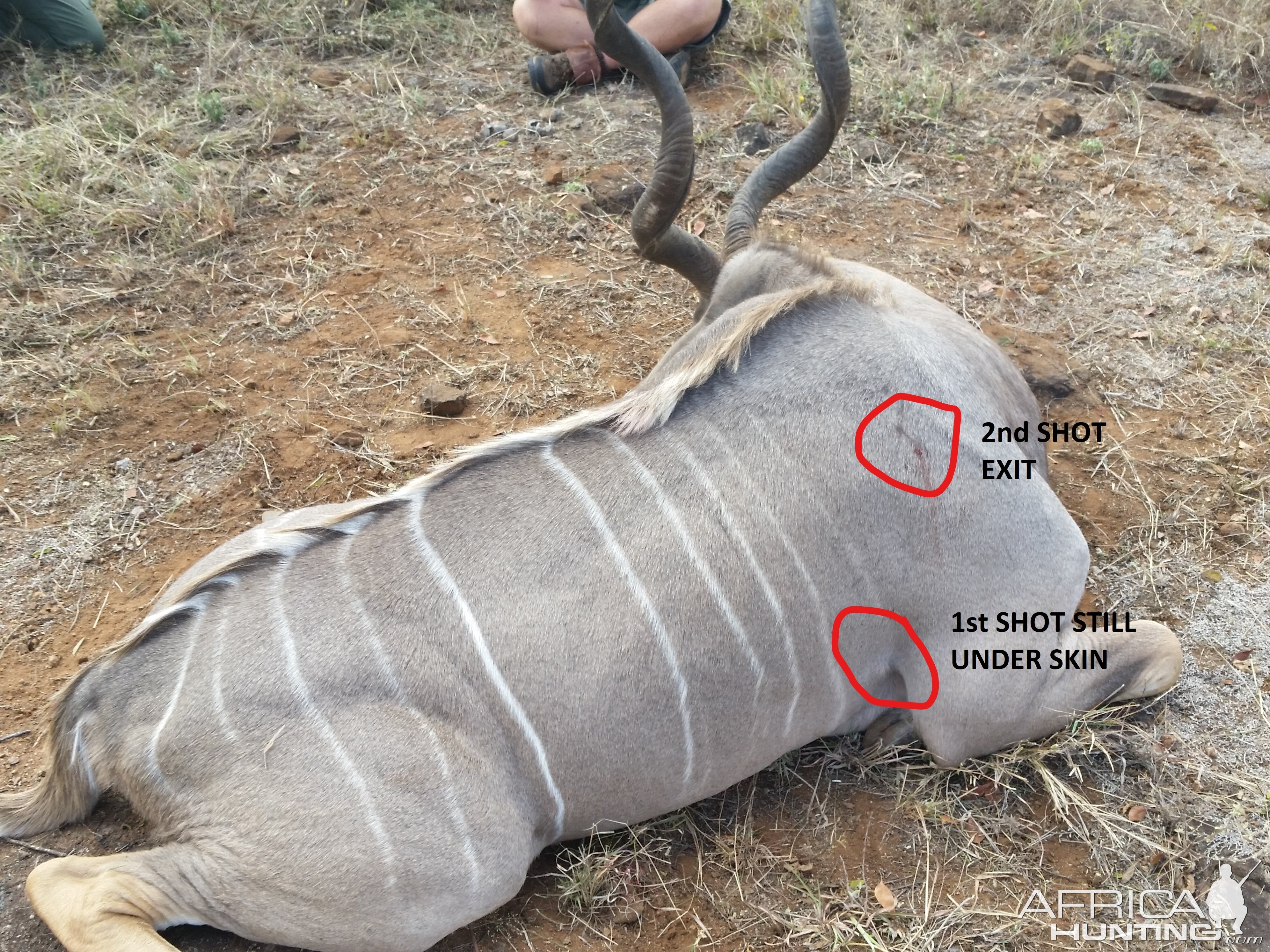 Kudu Hunt Shot Placement